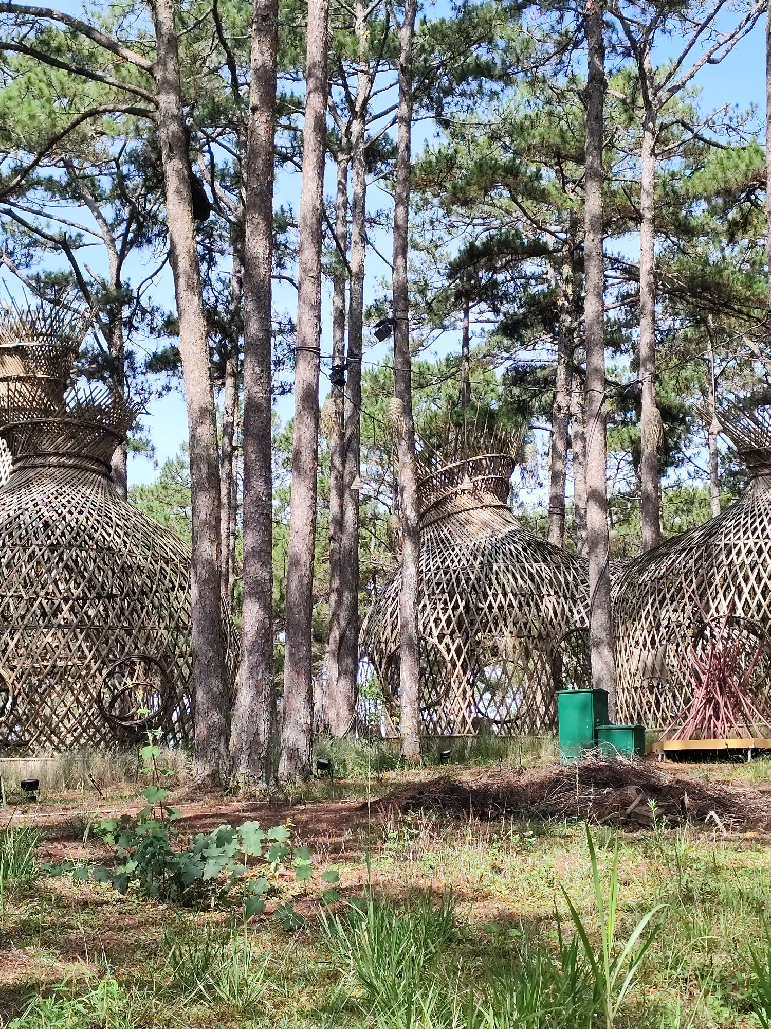 The image depicts an outdoor scene in Lâm Viên - Đà Lạt, Vietnam. Several tall pine trees dominate the landscape. Between the trees are three large, teardrop-shaped structures made of woven wood or bamboo. These structures appear to be installations or artistic constructions. The ground is covered with grass, foliage, and pine needles. A couple of green electrical boxes are located near the woven structure, and some lighting fixtures are attached to the trees.