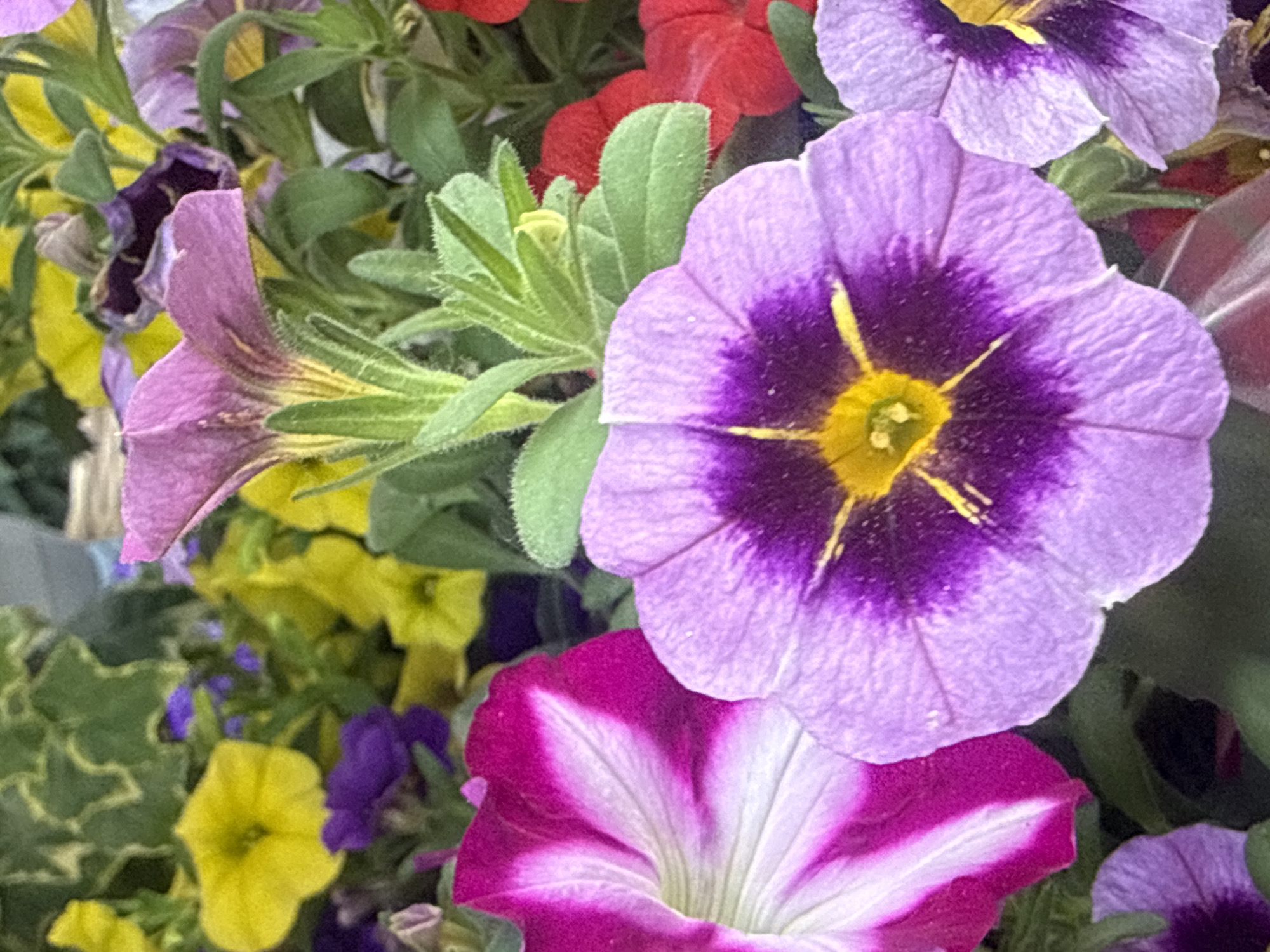 This close-up image presents a dense arrangement of blooming flowers and green foliage. In the immediate foreground, a prominent lavender-purple flower, consistent with a calibrachoa or small petunia, features a darker purple center that radiates outwards to lighter purple petals, with a bright yellow pistil/stamen cluster at its core. To its left, a large, open petunia-type flower displays vibrant magenta petals with distinct white radial stripes extending from its center.
Behind these main subjects, various other flowers are visible. To the left and slightly further back, several bright yellow flowers, similar in shape to the central purple bloom, are interspersed with green leaves. In the mid-ground, behind the central purple flower and to the right, hints of red flowers emerge. In the upper right background, faded or slightly wilting lavender-purple blossoms are discernible.
The scene is densely packed with green foliage and stems, some exhibiting fine, light-colored hairs. In the upper left background, variegated green and yellowish leaves, possibly from an ivy or similar plant, are present. The lighting is bright and natural, illuminating the vibrant colors of the flowers. A blurred, light-colored, possibly woven texture, suggestive of a planter rim or basket, is faintly visible in the upper far right background. No individuals or explicit man-made structures are discernible within the frame.
If located in the city of Sapareva Banya, Bulgaria, this floral display would be consistent with cultivated garden or planter flora common in urban or residential settings. The image itself contains no specific geographical markers to confirm this location.