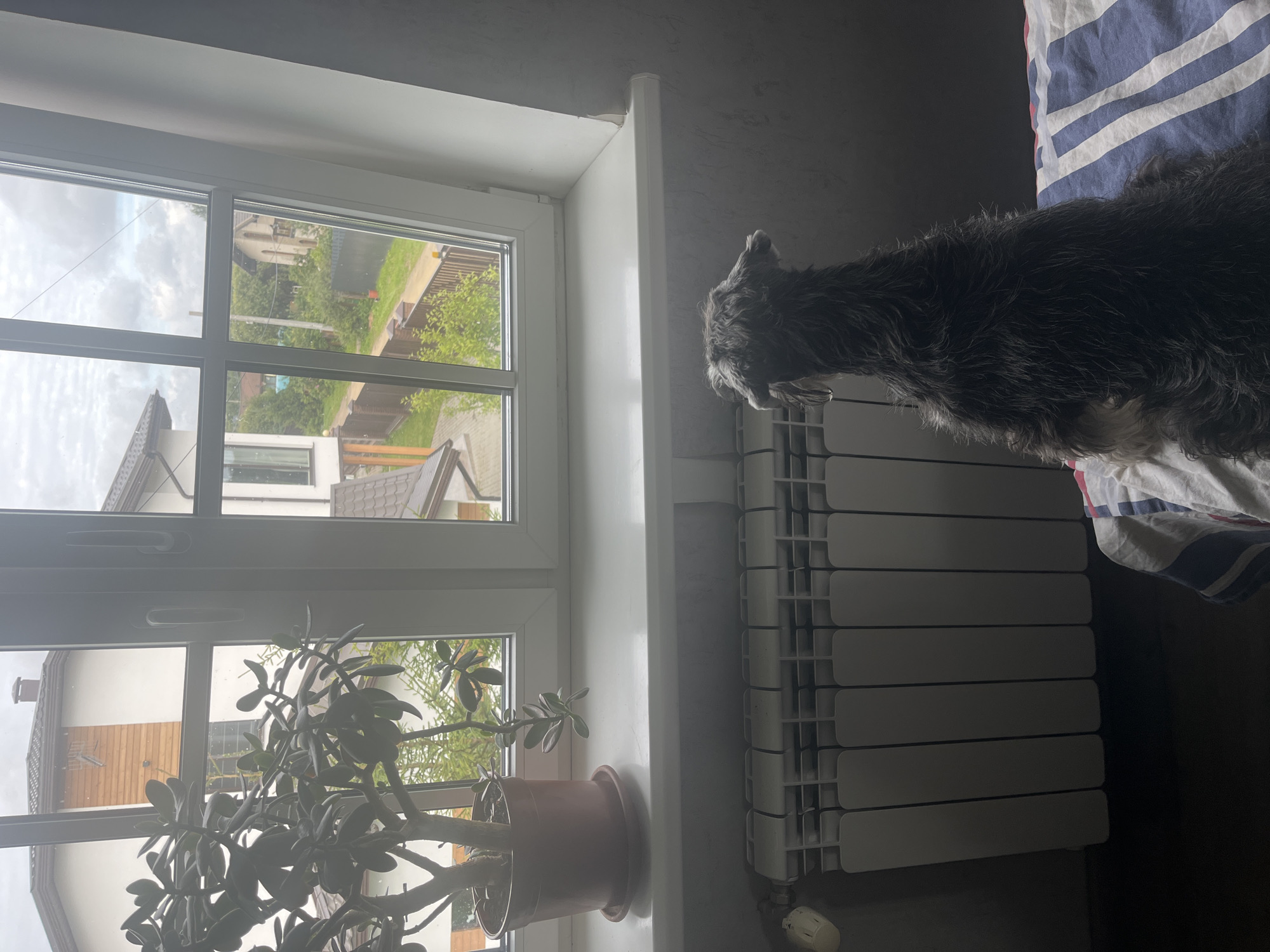 A medium shot shows a fluffy, gray, small-to-medium dog with a wiry coat facing away from the camera, looking out a window. The dog is standing on a bed with striped sheets. In the background, a white radiator is visible. The window overlooks a residential area with houses, trees, and a cloudy sky. A potted plant with thick, oval leaves sits on the windowsill to the left of the dog. The overall impression is an indoor scene with a view of a suburban environment.