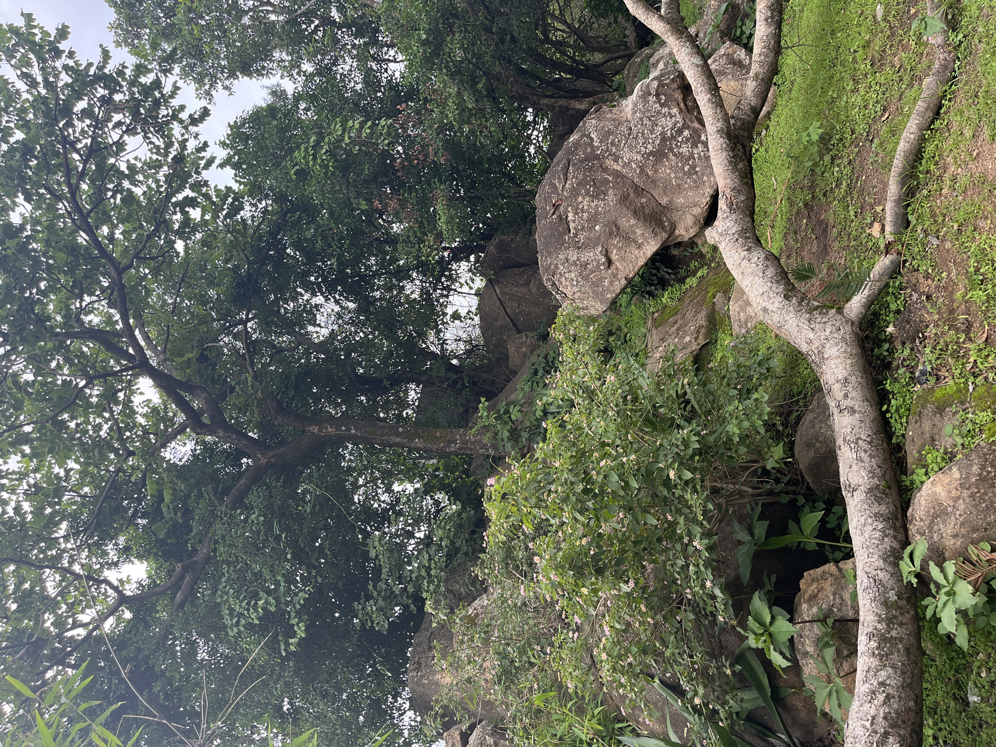 This media file depicts an outdoor scene of lush vegetation and large rocks, suggesting a natural, possibly mountainous or hilly terrain. The image is oriented vertically, with the sky visible at the top and the ground or lower slopes at the bottom.
The subjects include large, weathered rocks, some covered in moss and greenery, interspersed with various types of trees and smaller plants. A prominent element is the trunk and branches of a tree with textured bark, extending diagonally across the lower portion of the frame. The foliage is dense and green, with some areas appearing darker due to shadow and others lighter where sunlight filters through. There are also hints of small, light-colored flowers on some of the bushes, adding a touch of color to the scene.
The setting appears to be a natural landscape, possibly a park or a hiking trail, given the combination of rocks and vegetation. The presence of rocks and the hilly gradient suggest a location like Jos, Nigeria, known for its rocky landscapes.
The time of day appears to be daytime, with overcast or diffused lighting, as there are no harsh shadows. The weather seems to be humid or damp, consistent with a tropical or sub-tropical climate.
No people or specific activities are visible in the image. The overall mood conveyed is one of natural tranquility and untouched wilderness. There is no visible text in the image.