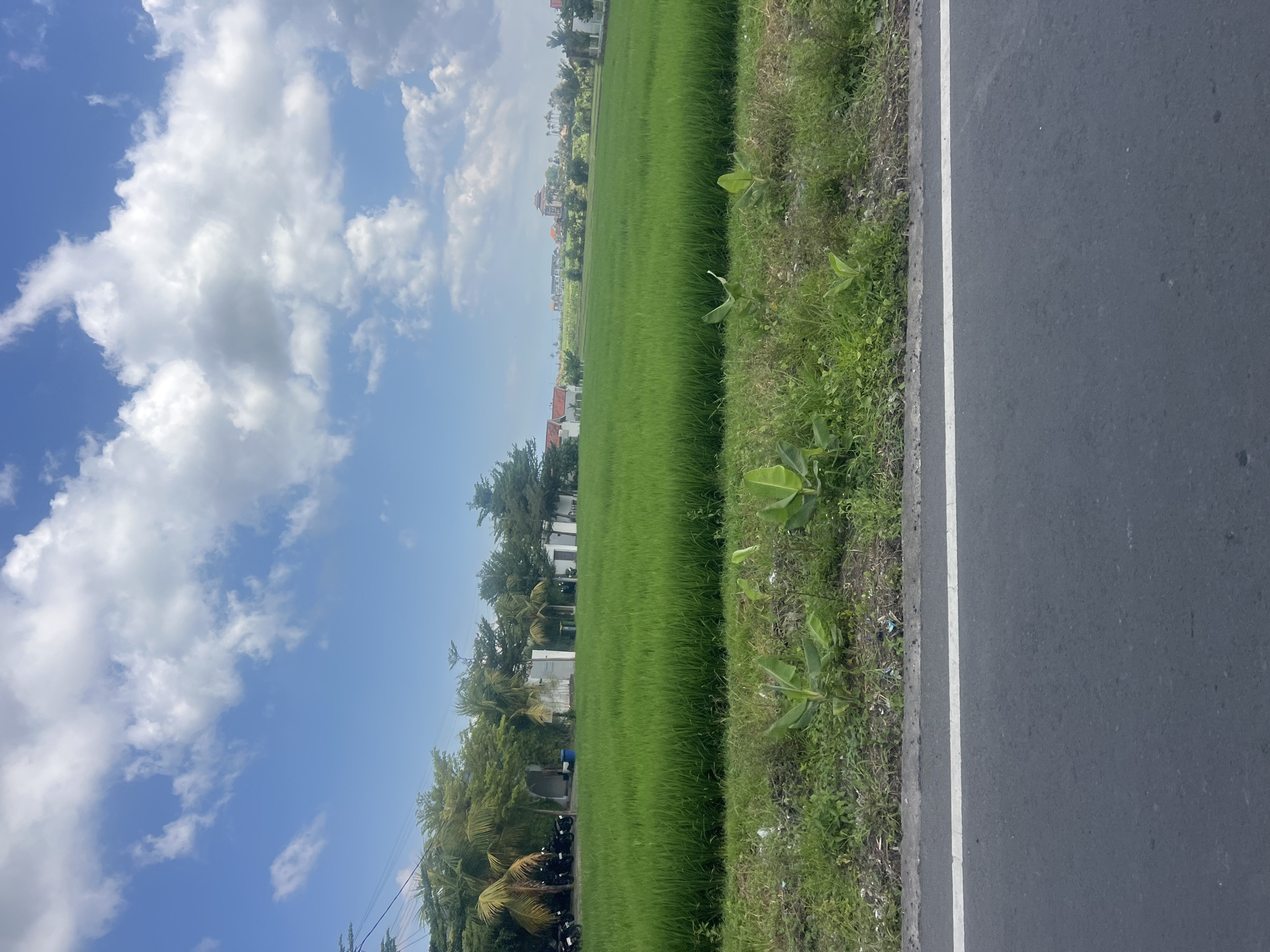 A side-view, eye-level shot captures a rural landscape in Mengwi, Indonesia, on a clear day. The foreground features a dark asphalt road with a white line marking its edge. Beyond the road is a strip of untamed green grass, dotted with small plants and some scattered debris. The main focus of the image is a vast, vibrant green rice paddy that stretches across the middle ground. In the background, a line of trees, including palm trees, separates the paddy from a cluster of white buildings and more distant structures with terracotta roofs. The sky above is a brilliant blue, adorned with fluffy white cumulus clouds. Several motorcycles are parked near the buildings on the left side of the frame.