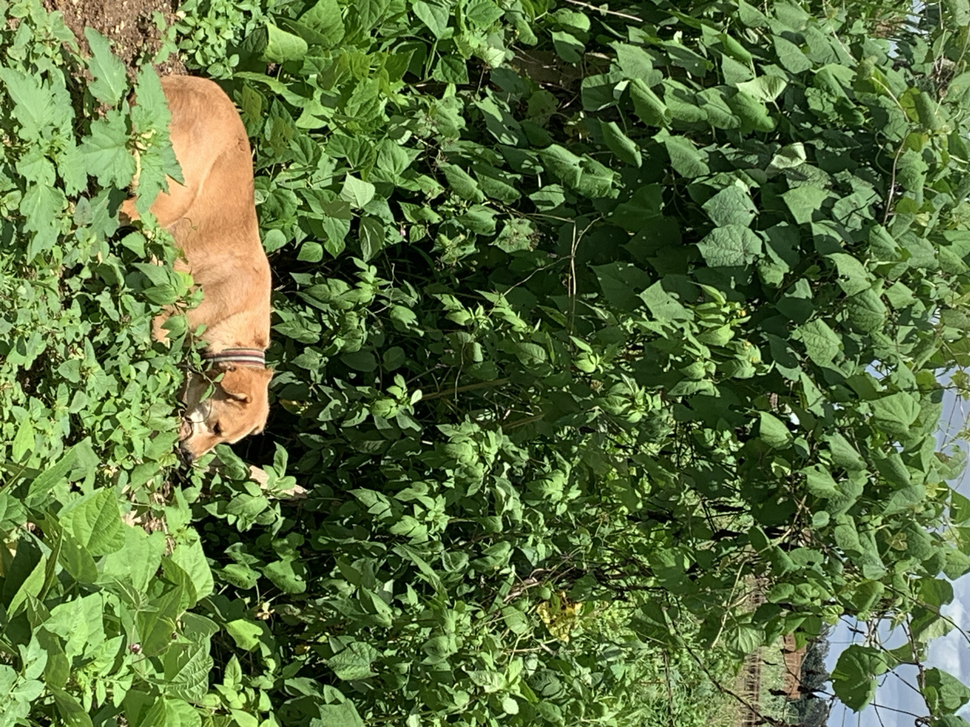 A medium-sized, tan-colored dog with a collar is resting in the shade of lush green foliage in Kuru Karama, Nigeria. The dog is lying down with its head resting near the ground, partially obscured by plants. The environment appears to be a garden or a natural area with abundant vegetation, including broad leaves and vines. The lighting suggests a sunny day.