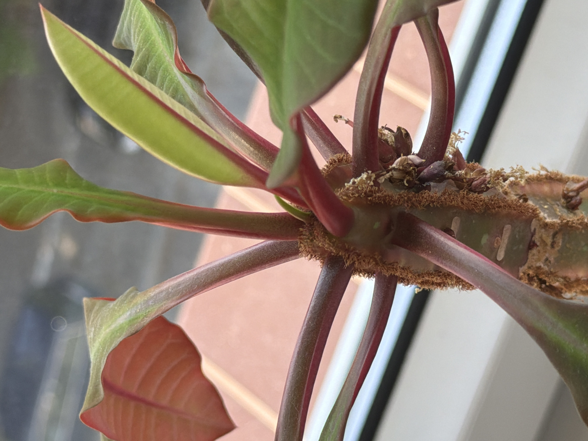 The image is a close-up, low-angle shot of a plant stem with several branches extending outwards. The stem and branches are a deep reddish-purple with some green coloration towards the tips of the leaves. The leaves themselves are a mix of reddish-pink and green, with prominent veins. There is a rough, fibrous texture around the base of the stem where it meets the branches. In the background, a blurred out-of-focus area suggests an indoor setting with a window and possibly outdoor elements beyond. The lighting appears to be natural daylight, creating some highlights and shadows on the plant. There are no people or animals visible in the image. The location is unknown, Unknown.