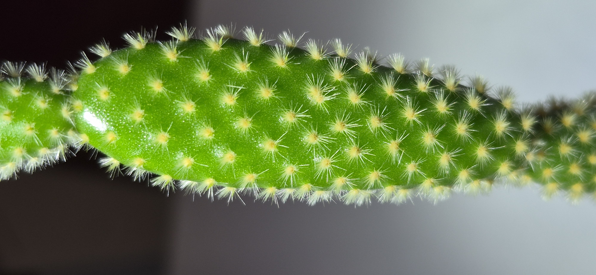 A close-up, vertical, studio shot of a bright green cactus paddle is featured. The paddle is oblong and covered in rows of small, yellow spines with white fuzzy tips. The background is a gradient from dark grey on the left to light grey on the right. The lighting highlights the glossy texture of the cactus paddle and creates a slight sheen. There are no people or other objects visible in the image. The location is not specified.