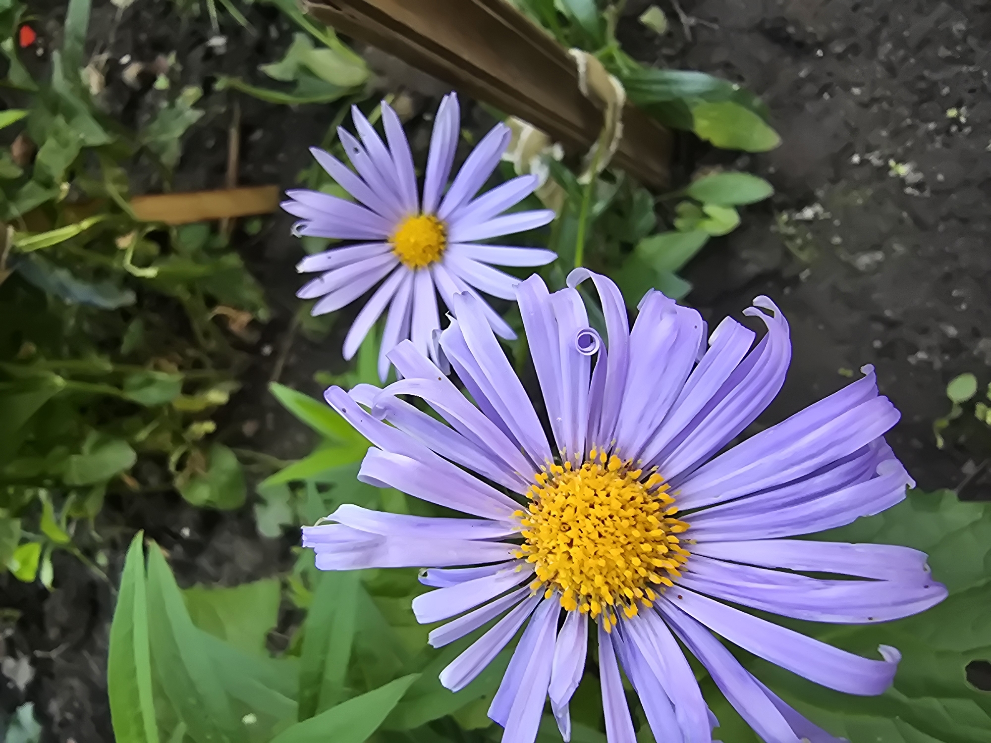 Two light purple asters with yellow centers are in focus. The aster on the left is closer to the camera and larger, with its petals fanning out. The aster on the right is smaller and further back. Both flowers are growing in soil, with green foliage visible behind them. A wooden stake, possibly supporting the plants, is on the right side of the image. The scene appears to be an outdoor garden in Vyshneve, Ukraine.