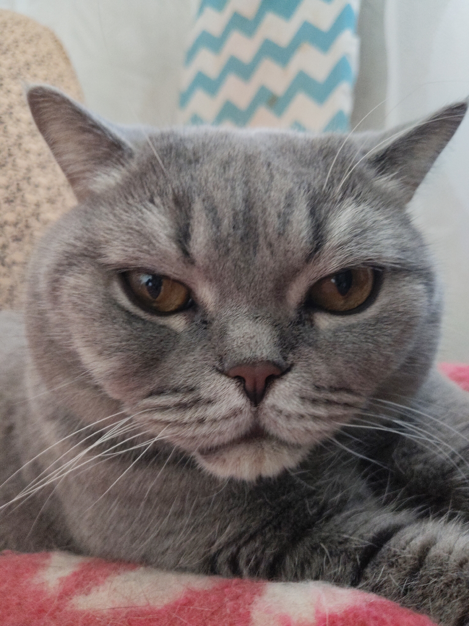A close-up portrait features a grey British Shorthair cat looking directly at the viewer. The cat has thick, short grey fur with faint tabby markings visible on its forehead and around its intense, amber-colored eyes, which are slightly narrowed, giving it a serious or focused expression. Its nose is a soft pink, and prominent white whiskers extend from its muzzle.
The cat appears to be resting on a red and white patterned blanket or fabric, visible in the foreground and beneath its chin and chest. In the background, to the right of the cat's head, is a light blue and white fabric with a distinct chevron or zigzag pattern. Another lighter, textured fabric is visible to the left. The scene is indoors, characterized by soft lighting. No text is visible in the image.