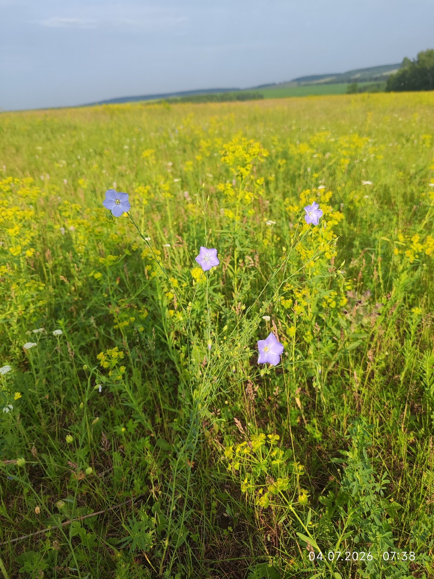 This is a vertical, eye-level, outdoor photograph taken in a meadow near Konovalovo, Russia. The foreground is dominated by lush green grass and various wildflowers, including small white flowers and clusters of yellow flowers. Several delicate, tall-stemmed blue flax flowers are prominent, with one in the center and others scattered throughout the midground. In the background, a vast, rolling field of yellow and green stretches towards a tree line under a partly cloudy, pale blue sky. The overall scene depicts a natural, sunlit landscape. The image has a timestamp in the lower right corner reading "04.07.2026 07:38".