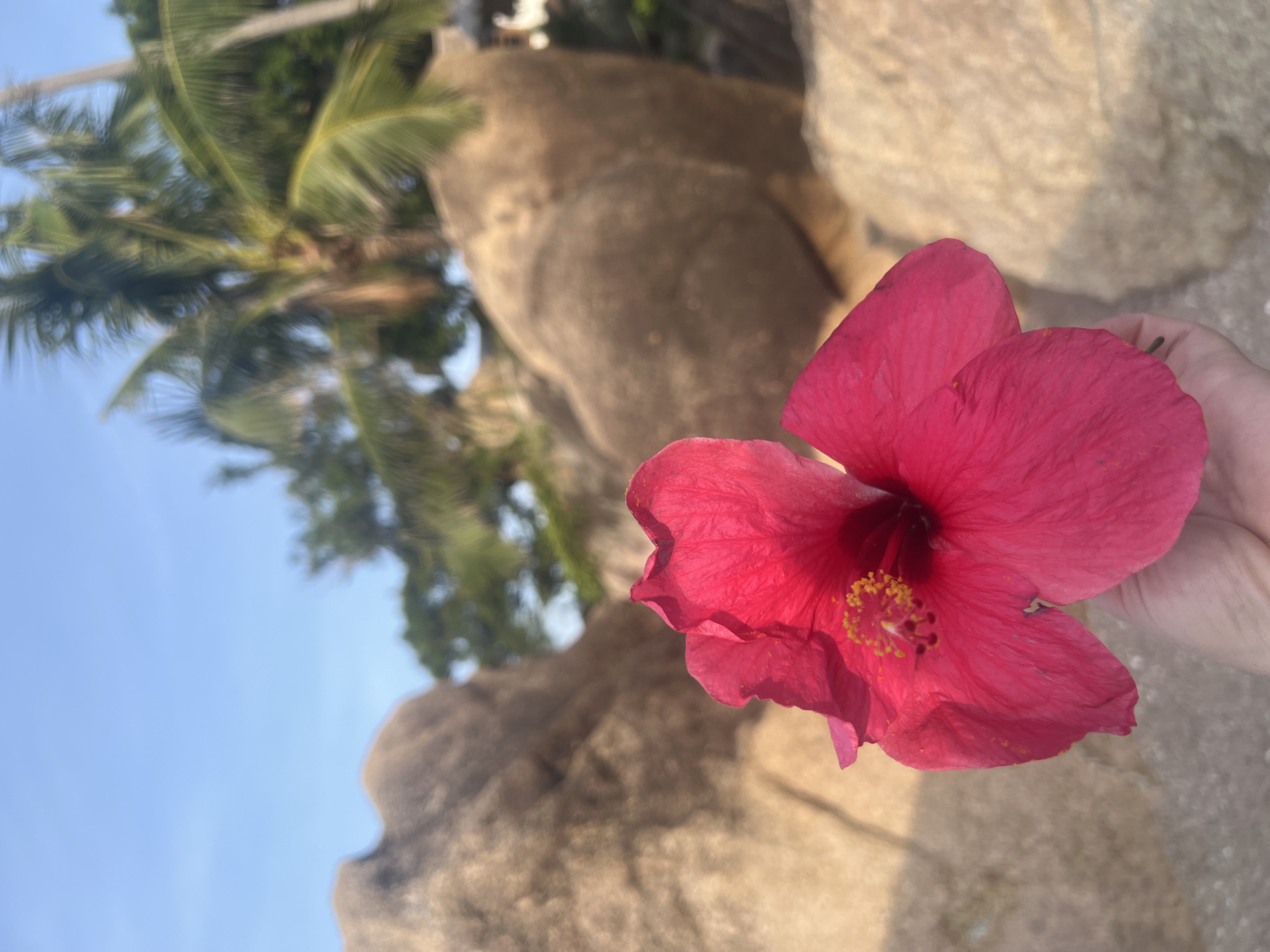 A hand holds a vibrant pink hibiscus flower in the foreground, its petals unfurled. The background is a blurry tropical landscape with large, rounded tan rocks and palm trees silhouetted against a bright blue sky. This scene is likely located in Ko Samui District, Thailand, a popular tourist destination known for its beaches and lush vegetation.