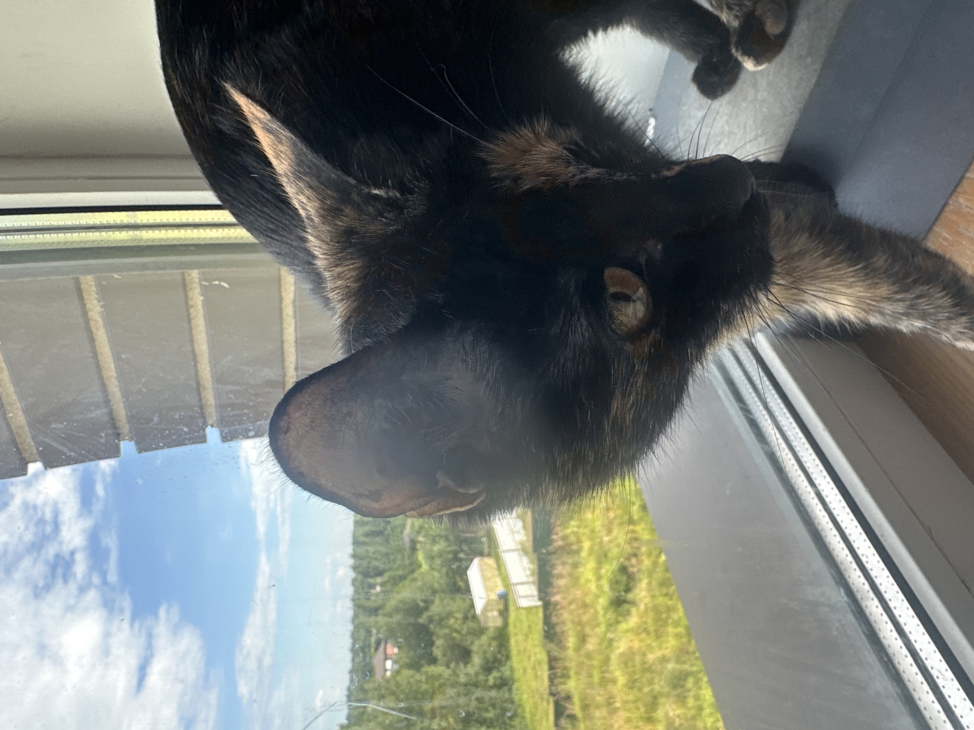A tortoiseshell cat with black, brown, and tan markings is perched on a windowsill, looking out at a green, rural landscape. The cat's head is in the foreground, with its eye clearly visible. Behind the cat, a window shows a view of rolling hills, trees, and a few buildings. The sky is blue with scattered white clouds. The windowsill appears to be made of a light-colored material, and the window frame is white. The location is specified as Virki, Russia.