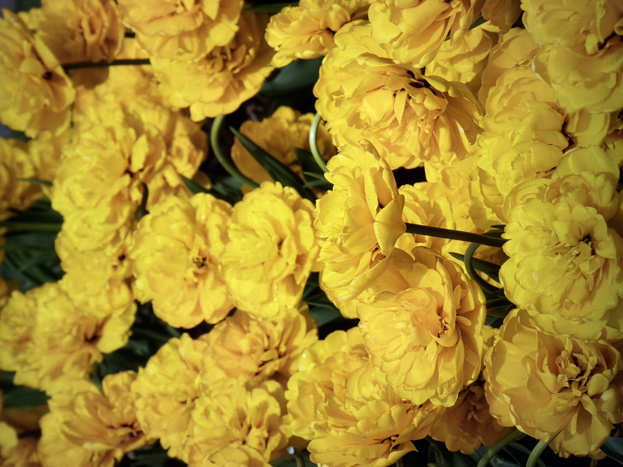 The image displays a close-up, high-angle view of a dense bed of bright yellow double tulips. The flowers are fully bloomed, with multiple layers of petals creating a full, ruffled appearance. Some of the tulips are in sharp focus, revealing intricate petal details, while others are softer, contributing to a sense of depth and abundance. Dark green foliage is visible interspersed among the flowers, providing a contrast to the vibrant yellow. The lighting suggests a bright, possibly sunny day, casting subtle shadows and highlighting the texture of the petals. The scene is purely botanical, with no human presence or man-made structures visible. The origin of the image is not specified, therefore its connection to Kyiv, Ukraine cannot be determined from the visual information alone.