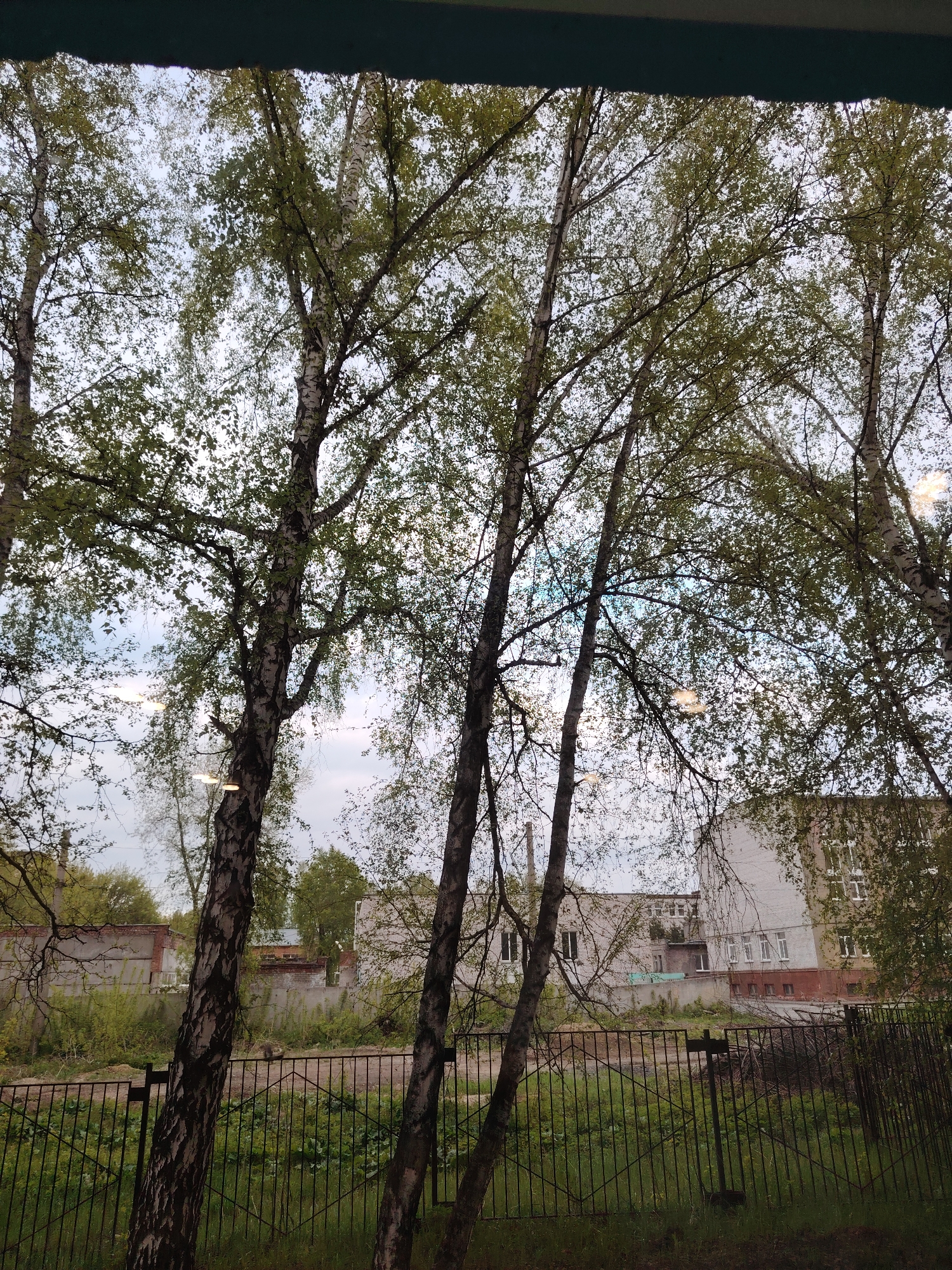 The image depicts a view through a window, with several birch trees in the foreground. The trees have green leaves and distinctive white bark with dark markings. Behind the trees, there's a fenced area with grass and some greenery. In the background, there are several low-rise buildings, possibly residential or public structures, constructed of light-colored brick with white-framed windows and reddish-brown accents. The sky is overcast with grey and white tones visible through the foliage. The scene appears to be in an urban or suburban setting.