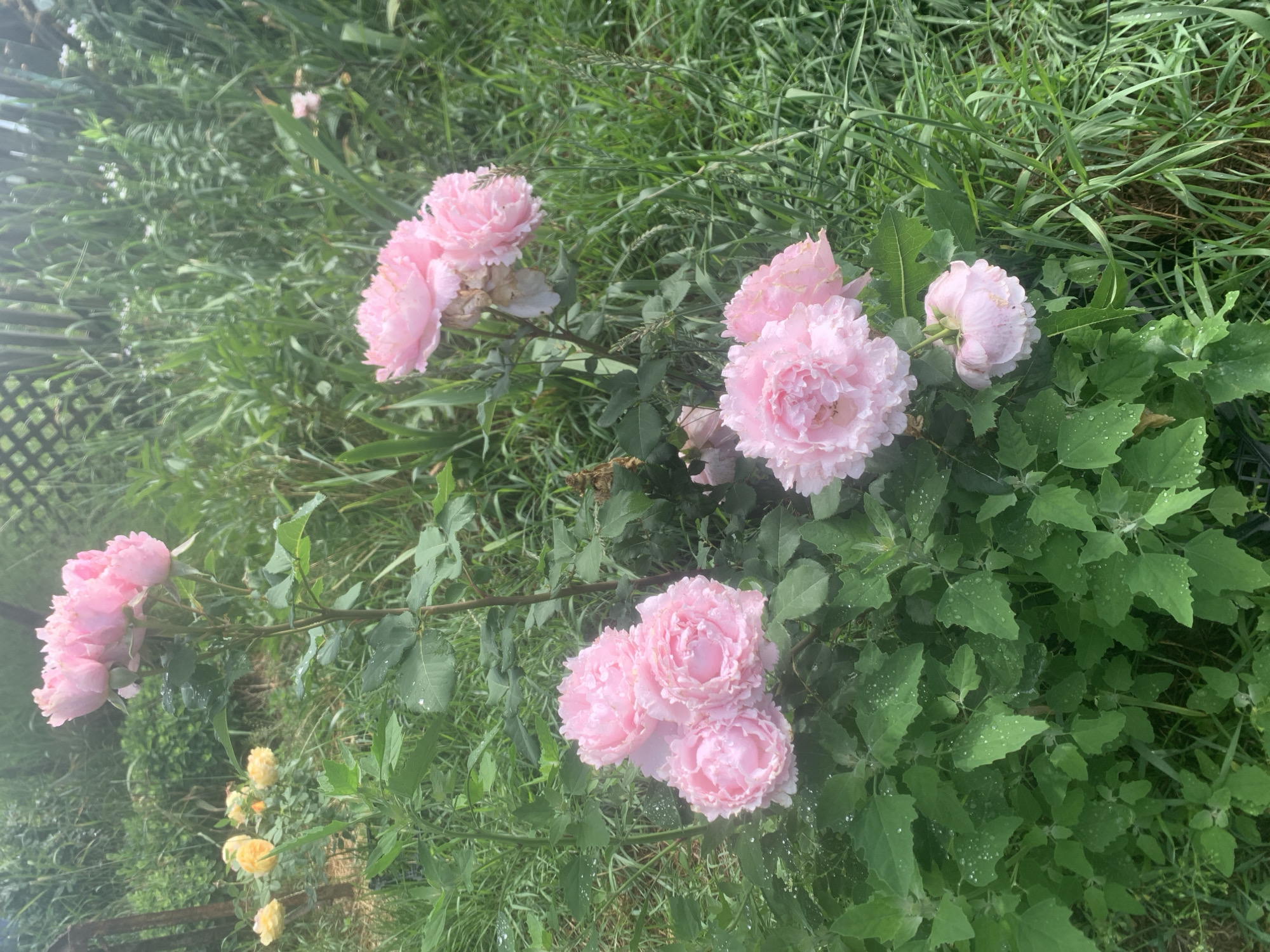 A close-up, eye-level shot captures a cluster of pink roses with water droplets on their petals, suggesting recent rain. The roses are in various stages of bloom, with some fully open and others still budding. They are surrounded by lush green foliage, which is also glistening with water. In the background, a blurred wooden fence and tall grass create a natural, outdoor setting. The overall impression is one of a serene garden after a shower.