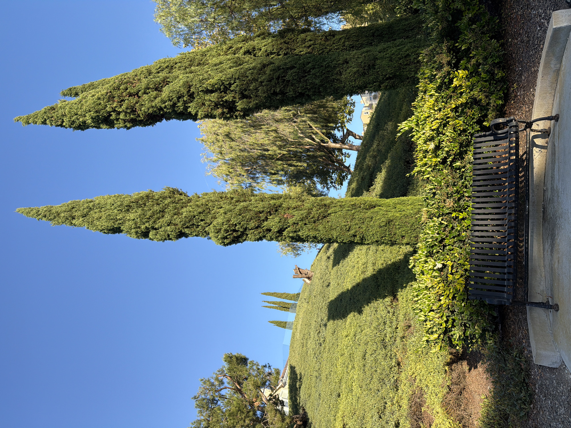 This is a photograph of a park bench in Aliso Viejo, United States of America. The bench is made of black metal and is positioned in front of a dense green hedge. Behind the hedge is a grassy hill with several tall, slender evergreen trees casting shadows on the slope. The sky is a clear, bright blue. In the background, more trees and some buildings can be seen on the top of the hill. The scene is well-lit, suggesting it was taken during daylight hours, likely in the morning or late afternoon due to the long shadows.