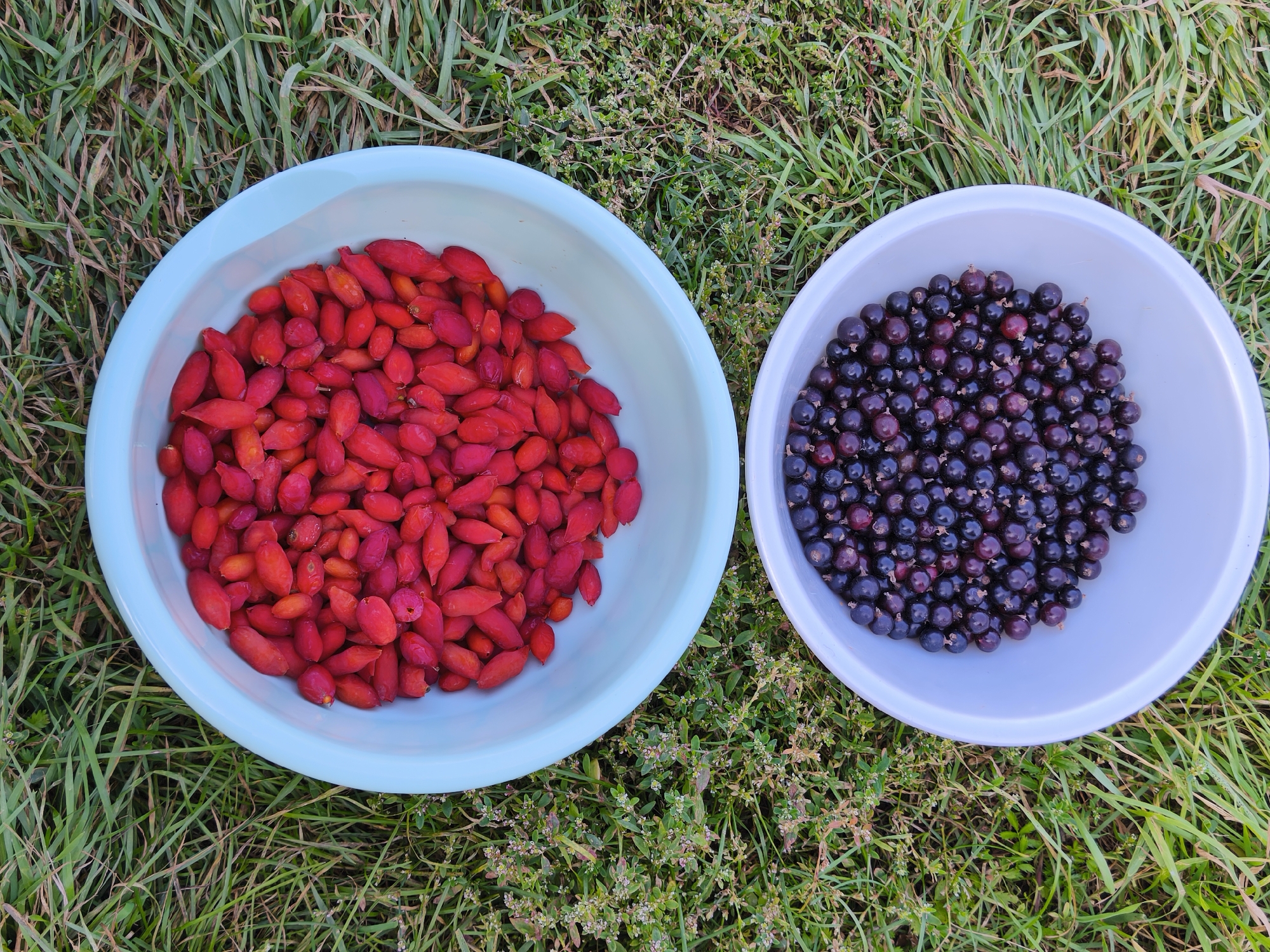 This is a top-down, outdoor, eye-level shot of two bowls of berries on a grassy lawn. The bowl on the left is light blue and filled with red berries. The bowl on the right is white and filled with dark purple berries. The grass is green and there are some small green plants with tiny white flowers scattered throughout. The image does not depict any people or specific landmarks within the city of Kutana, Russia.