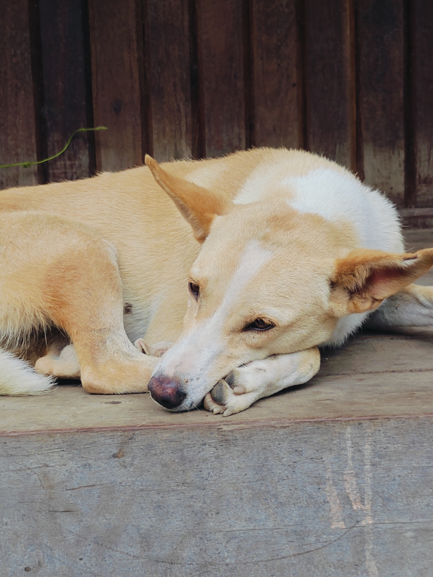 A tan and white dog is lying down on a wooden surface, resting its head on its paws. The dog is facing towards the right of the frame, with its eyes closed. The background consists of vertical wooden planks. The scene appears to be outdoors, possibly on a porch or a wooden deck in Kirtipur, Nepal.