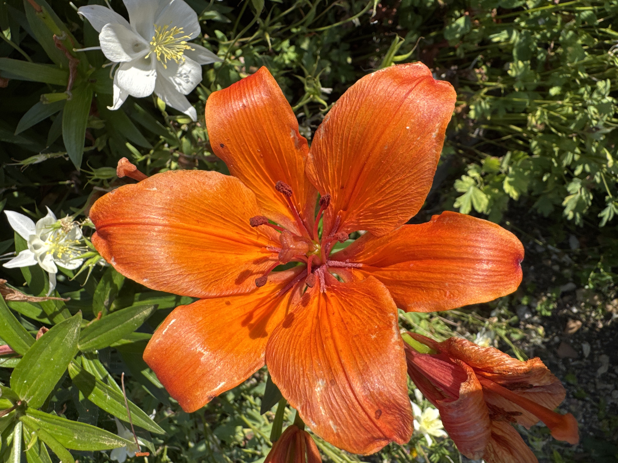 An extreme close-up shot captures a vibrant orange lily in full bloom, its petals wide open and showcasing intricate textures. The flower dominates the foreground, with its stamens and pistil visible in the center. To the right and upper background, two delicate white flowers with yellow centers are partially visible, adding a contrast to the dominant orange hue. The background is a blur of green foliage, suggesting a garden setting. The lighting indicates it is daytime, with sunlight casting shadows across the petals of the orange lily. The image composition is tight, focusing entirely on the floral subjects. There are no people or animals present. The scene appears to be outdoors. The image may have been taken in Urazovo, Russia, as part of a collection of images from that location.