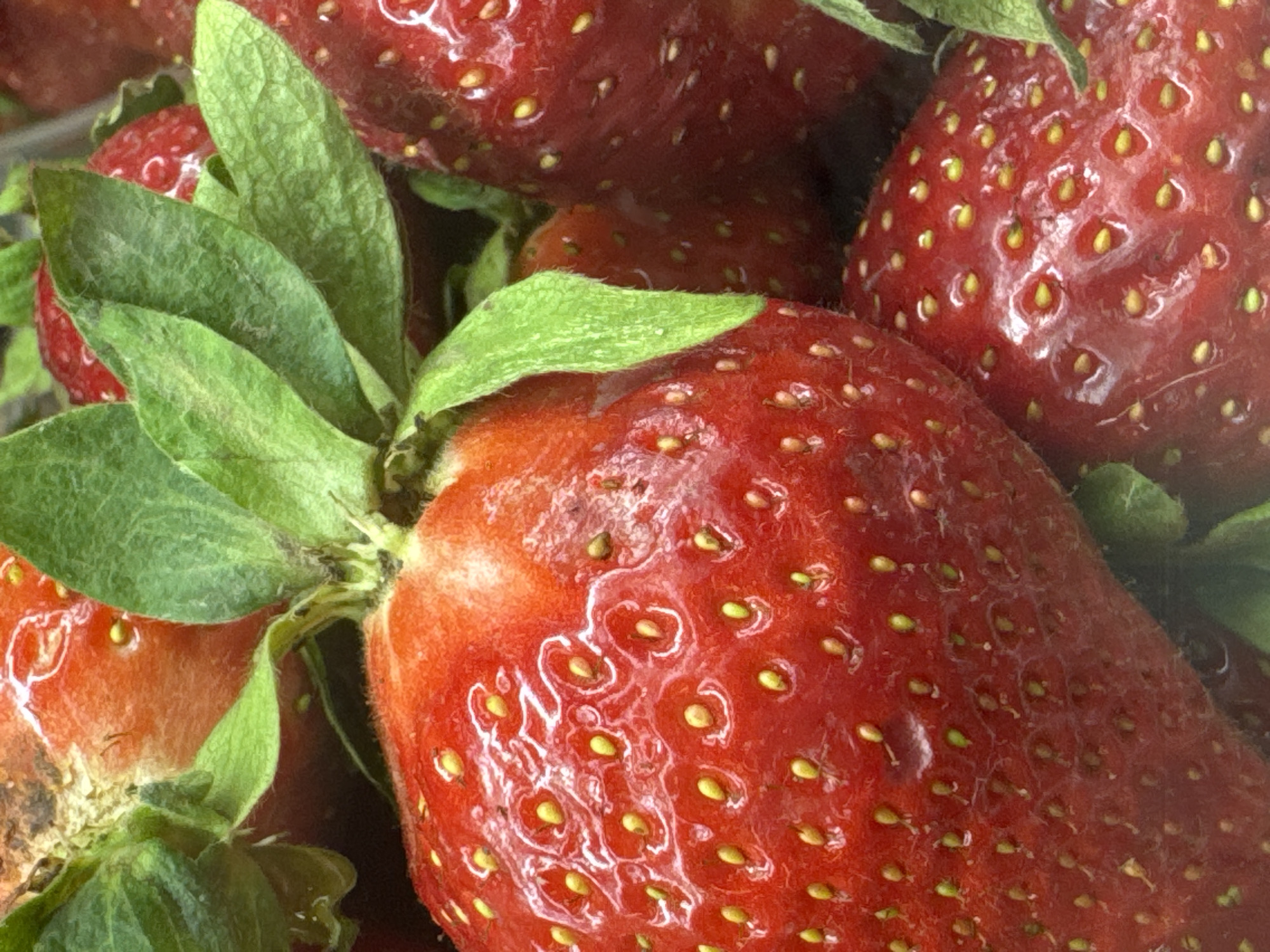 Close-up shot of several ripe strawberries with green leaves. The strawberries are red with yellow seeds. One strawberry shows signs of damage or bruising. The location is not discernible from the image. No people are visible.