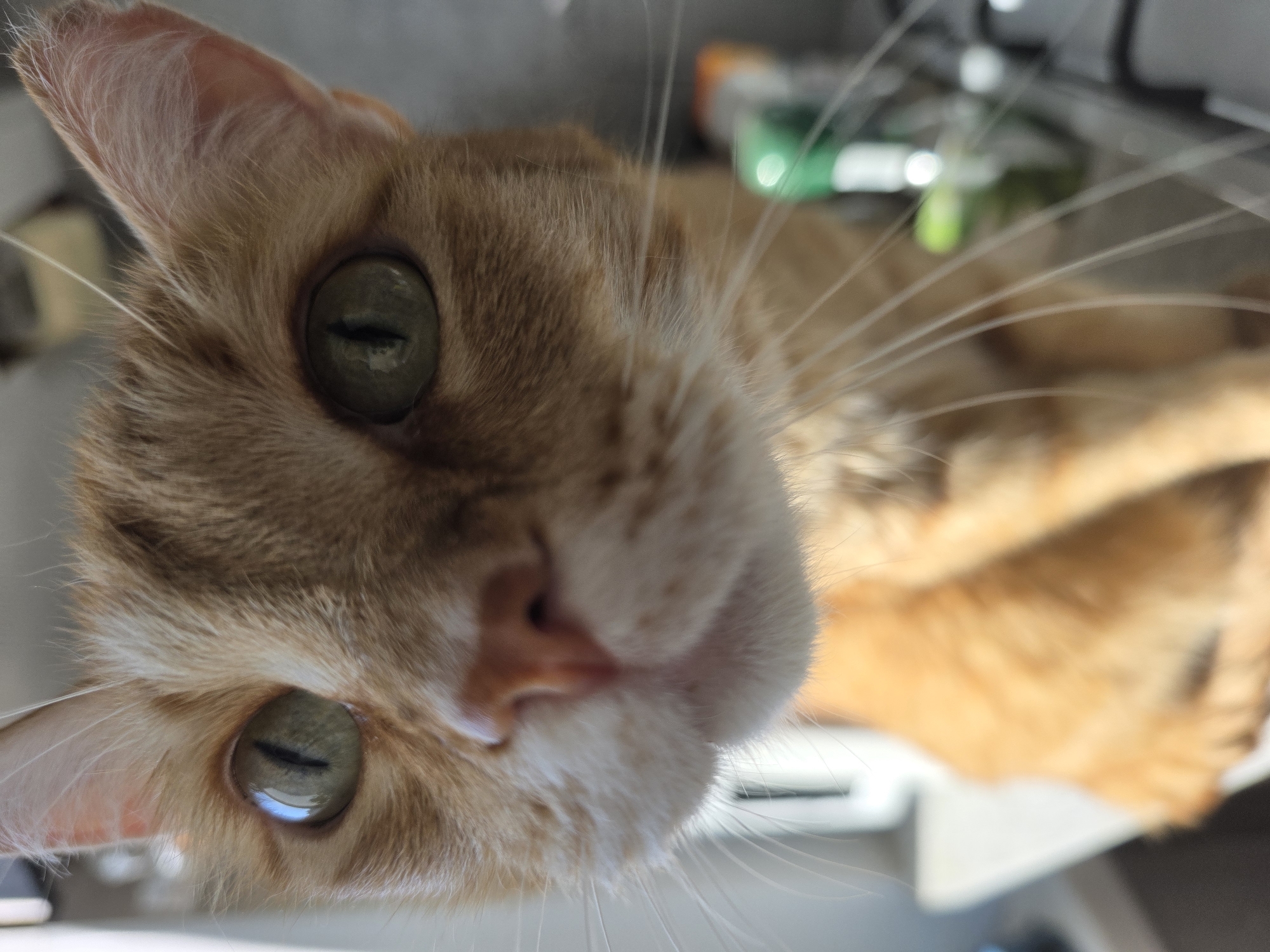 A close-up, slightly downward-angled photograph shows the face of a ginger tabby cat. The cat's eyes are green with vertical pupils. Its fur is primarily orange, with lighter fur around the nose and mouth. Long, white whiskers extend from the cat's muzzle. The background is blurred, but hints of objects and light suggest an interior setting. There is no information in the image to place it in Chaikovsky, Russia, or any other specific location.