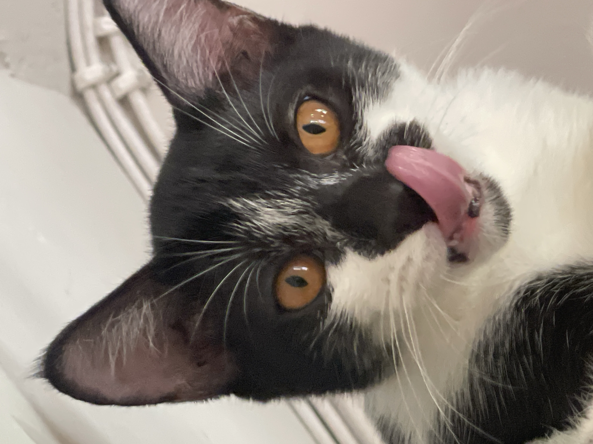 A close-up, tilted-angle shot features a black and white cat with amber eyes licking its nose with a pink tongue. The cat's face is mostly black with white markings on the muzzle and around the eyes. White whiskers are prominent on both sides of the face. The cat is positioned against a blurred white background with what appears to be white pipes. The location is not discernible from the image.
