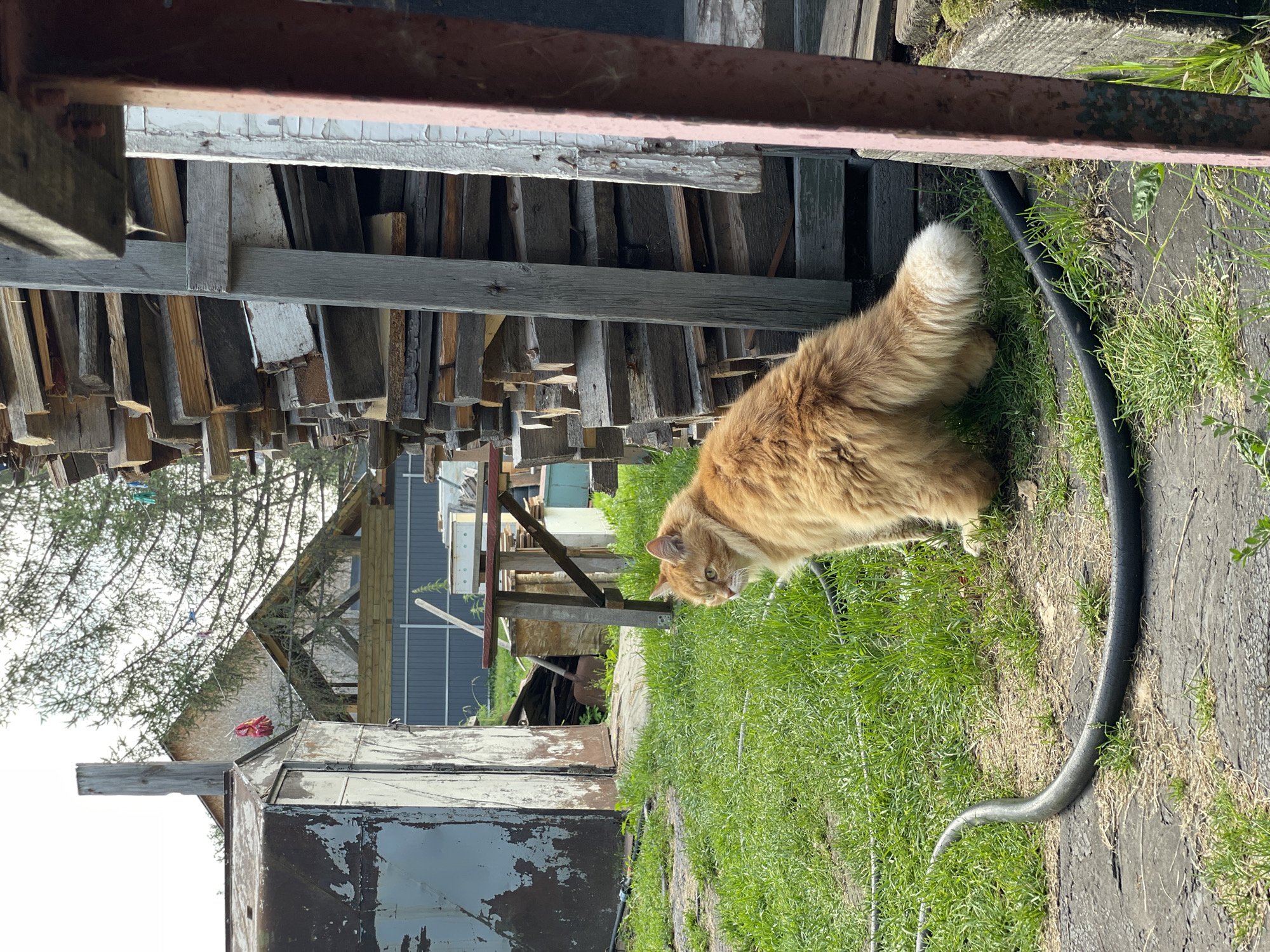 A fluffy orange cat with a bushy tail is sitting on bright green grass in what appears to be a rural or semi-rural setting, possibly in Kamenka, Russia. The cat is facing to the left, with its head turned slightly away from the camera. Behind the cat, to the right, is a tall, weathered stack of lumber, leaning against a rustic wooden structure. To the left of the cat is a dilapidated metal shed with peeling paint. A black hose lies coiled on the ground in front of the cat. In the background, there are hints of buildings and trees under a bright, overcast sky. The overall scene suggests an outdoor storage or work area on a sunny day.