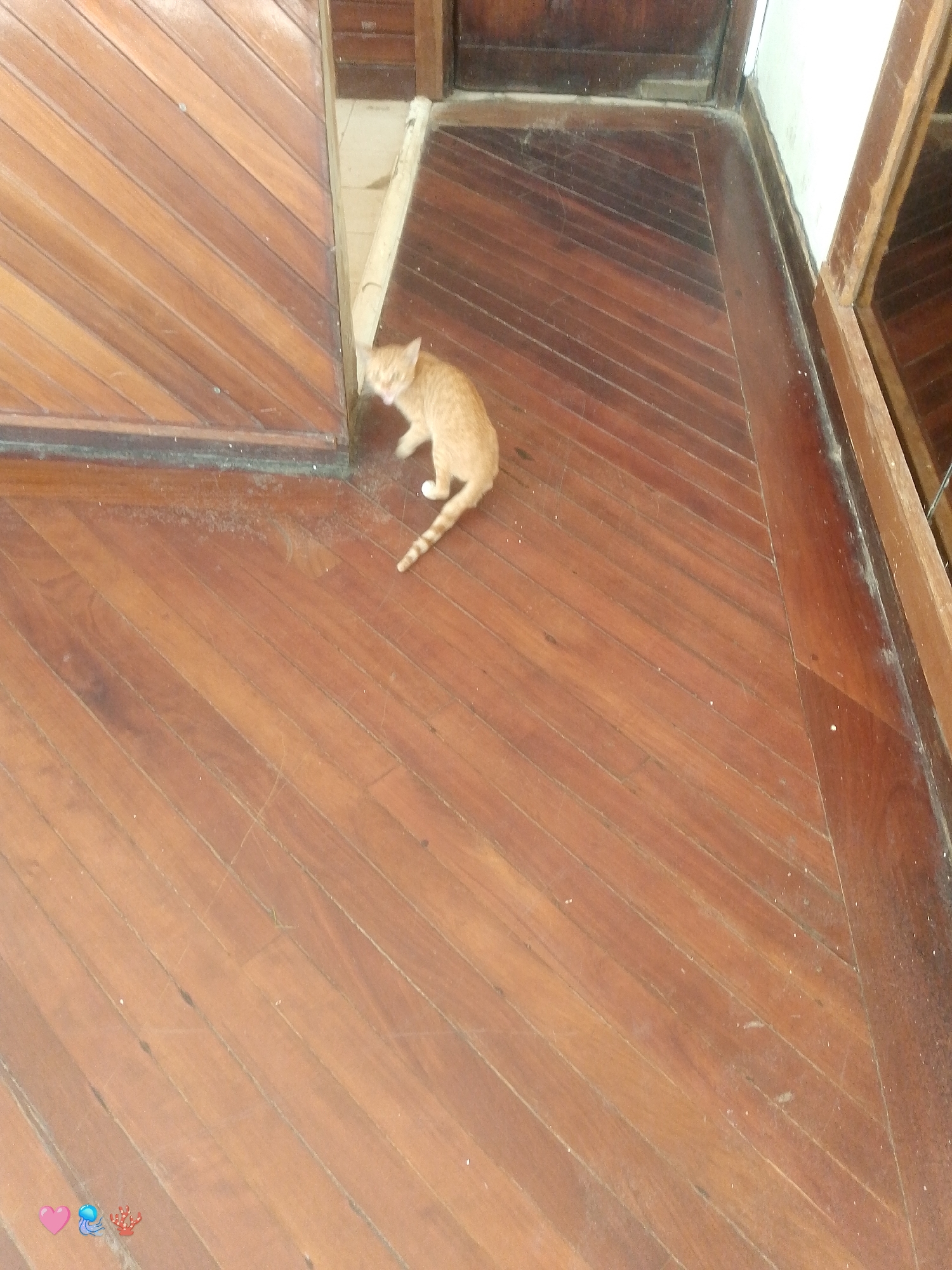 A ginger tabby kitten stands on a varnished wooden floor of a building in Pedro González, Venezuela. The floorboards are laid at an angle. The kitten is near the corner where two sections of flooring meet. A doorframe is visible to the right. At the bottom left corner of the image are heart, droplet, and coral emojis.