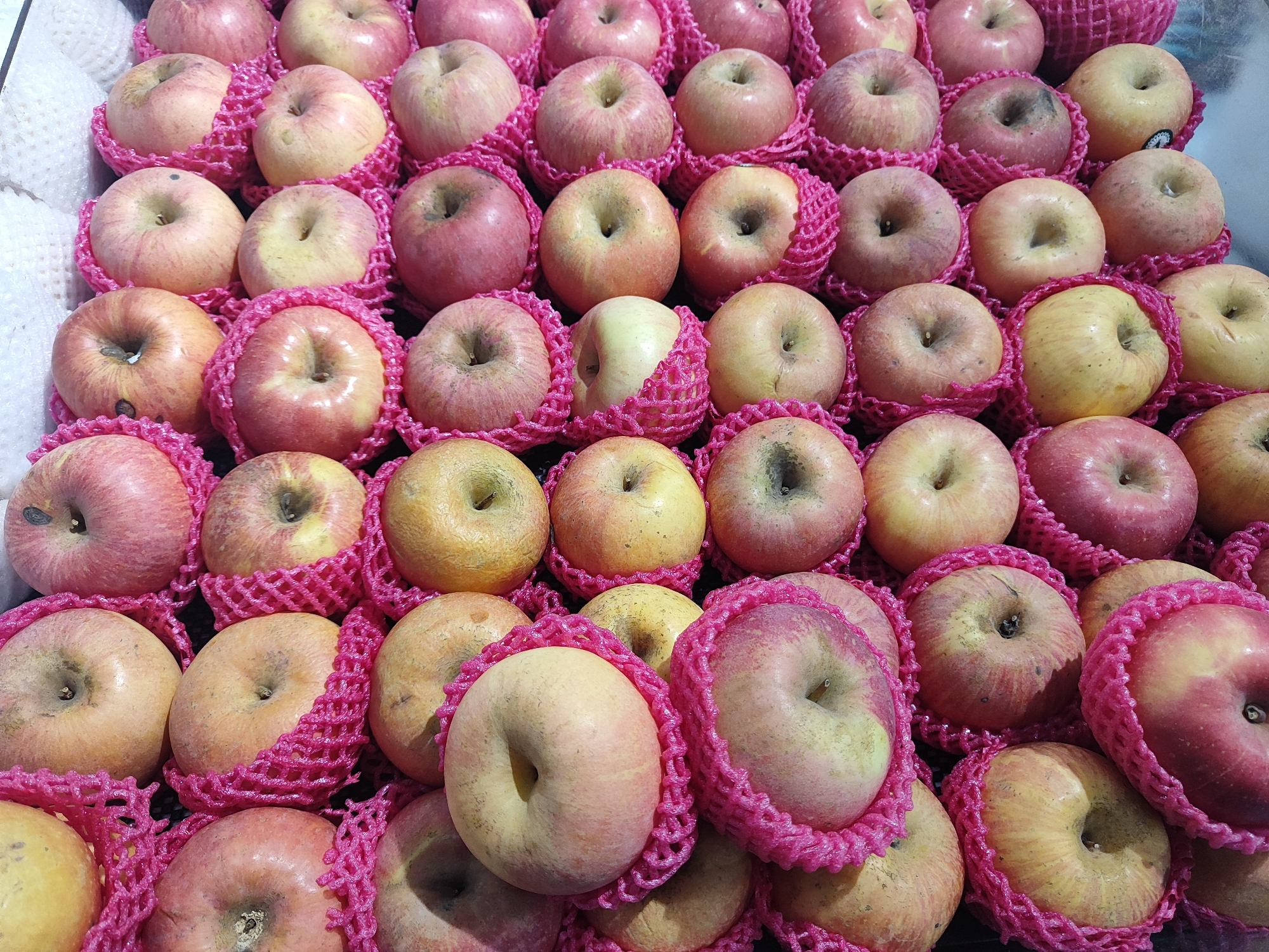 In Nangkaan, Indonesia, a close-up, high-angle shot captures a vibrant display of fresh apples. The apples are primarily a rosy-red and yellow hue, with some showing a blush of pink. Each apple is individually cushioned within a bright pink mesh netting, suggesting they are being prepared for sale or transport. The apples are arranged in a dense, multi-layered pattern, filling the frame from edge to edge. The overall impression is one of abundance and freshness, typical of a local market or fruit stall in the region. The background is dark and out of focus, further emphasizing the apples as the central subject.