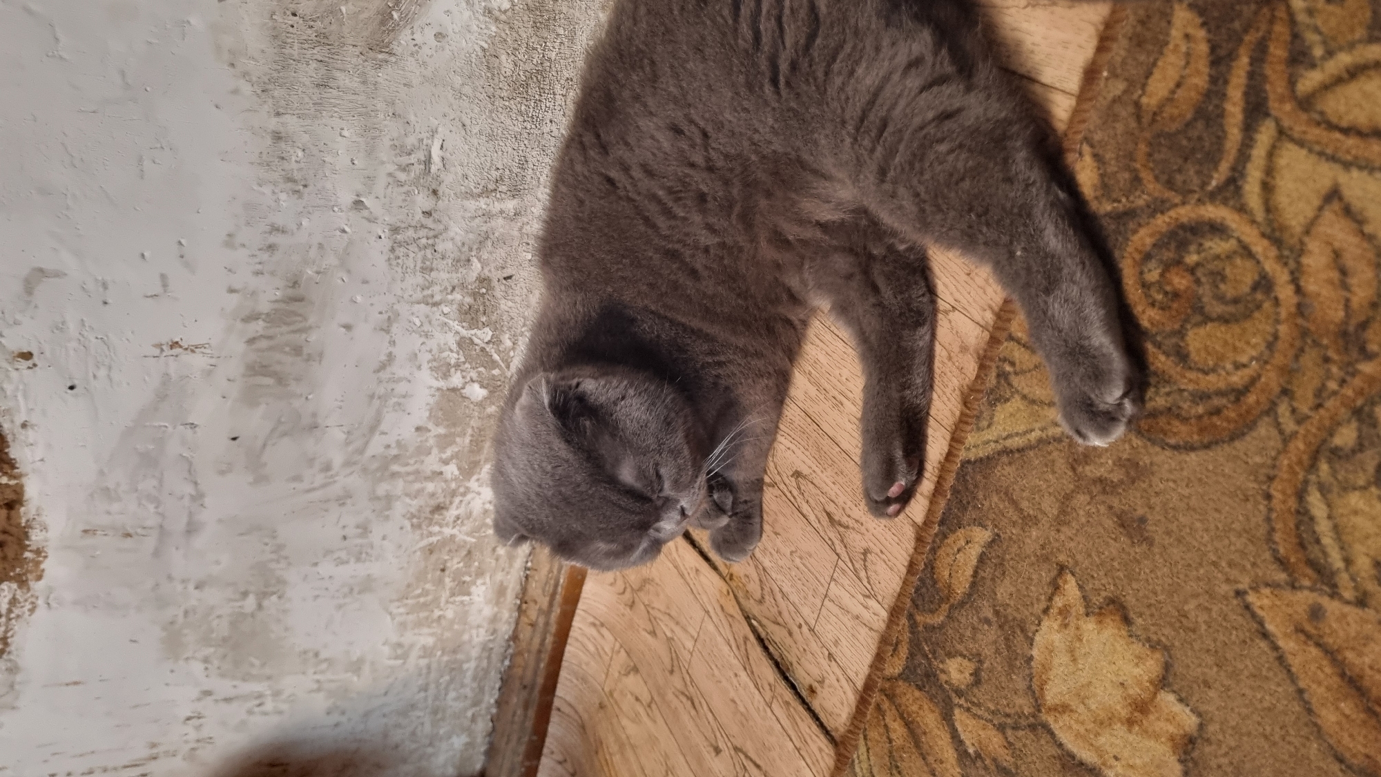 A grey Scottish Fold cat is lying on a wooden floor with a patterned rug. The cat is curled up with its eyes closed, appearing to be asleep. Its paws are tucked under its chin. The background consists of a textured, white-washed wall. The scene appears to be indoors, possibly in a home in Vysokoe, Russia.