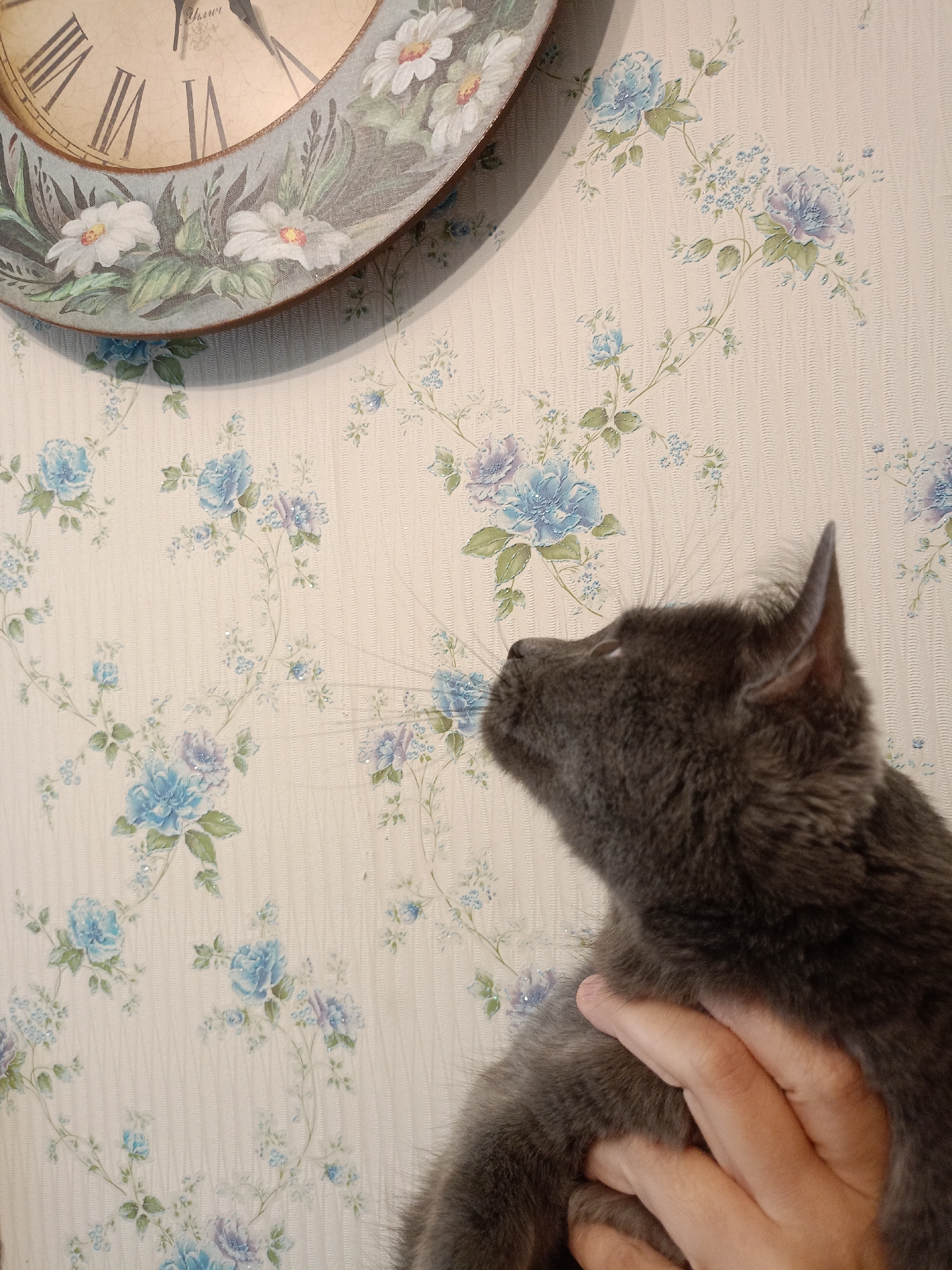 A grey cat is being held by a hand in front of a floral patterned wallpaper. A clock is partially visible in the upper left corner of the image. The cat's head is turned to the right, with its ears perked up. The wallpaper has a light cream background with a pattern of blue and purple flowers and green leaves. The clock has Roman numerals and a decorative border with white flowers and green leaves.