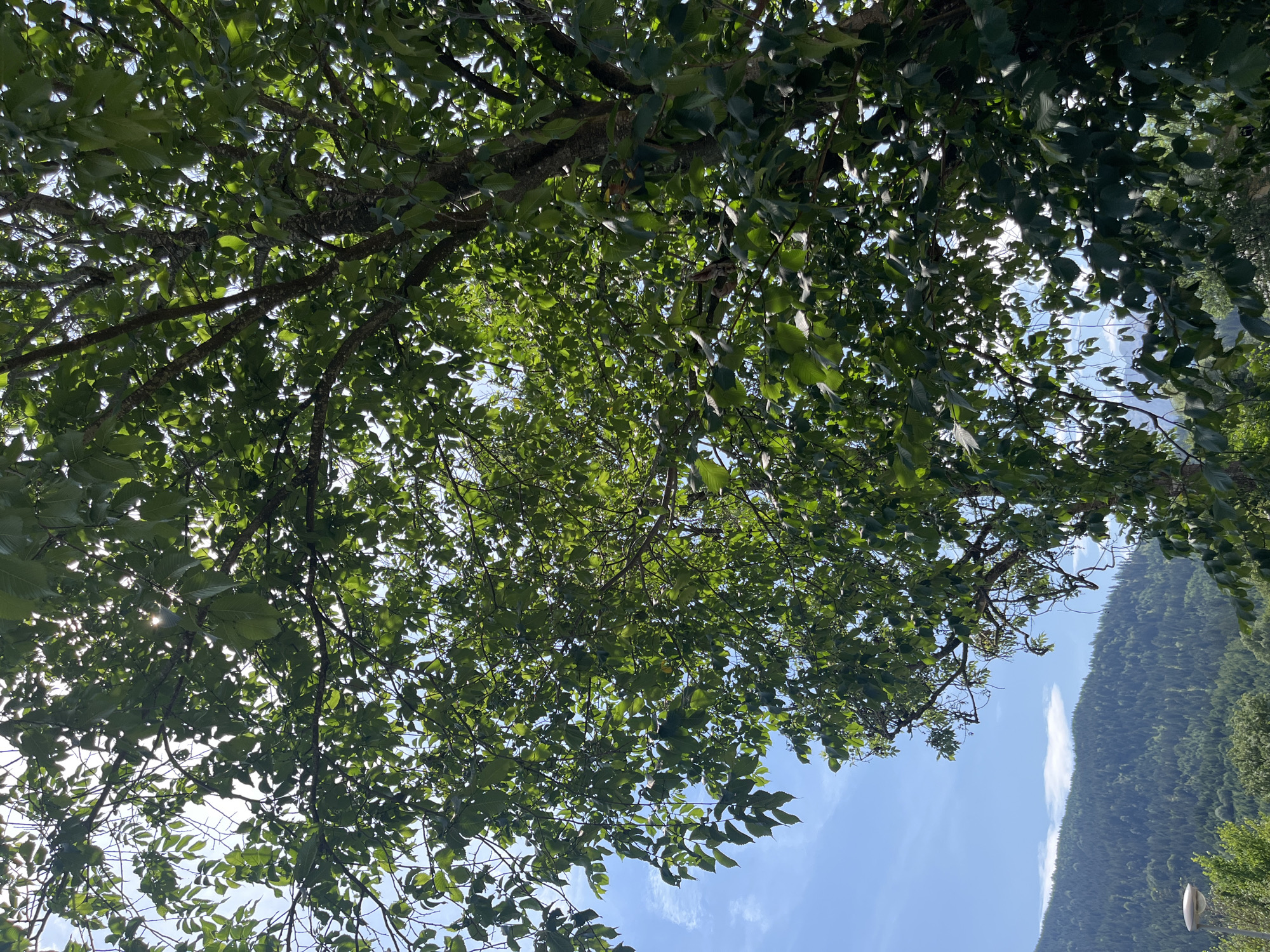 This media file captures an upward-looking view through the dense green foliage of a tree, with branches and leaves dominating the foreground. Sunlight filters through the leaves, creating bright spots and dappled patterns. In the background, a lush, tree-covered mountain slope rises under a clear blue sky with a few wispy white clouds. The overall scene suggests a natural, outdoor setting.
The image appears to have been taken during the daytime, likely in the late morning or early afternoon, given the bright sunlight. The weather seems pleasant and sunny. The mention of Garmisch-Partenkirchen, Germany, provides a specific geographical context, hinting at a mountainous region in Bavaria.
Notable details include the intricate network of branches and leaves, the texture of the bark, and the distant, hazy outline of the mountain range. A lamppost is partially visible in the lower right corner, suggesting the presence of a park, pathway, or roadside in the vicinity. There are no people or obvious activities depicted. The dominant emotions evoked are likely peacefulness and immersion in nature. No visible text is present in the image.