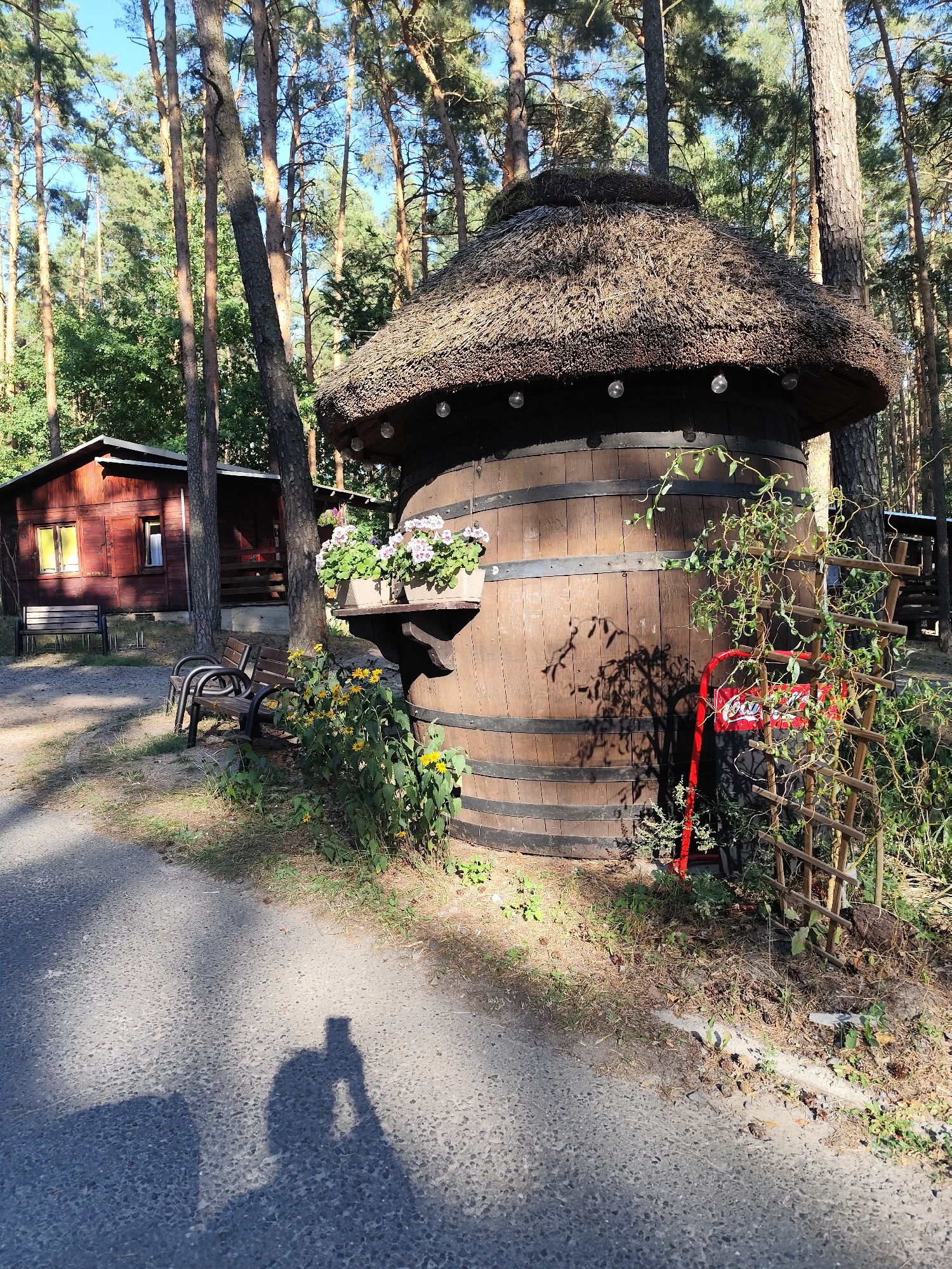 A shadow of a person holding a phone, taking a photo, is cast on a paved pathway in front of a large wooden barrel structure with a thatched roof, located in a forest setting. The barrel has planters with white and pink flowers and a Coca-Cola sign attached to a wooden trellis with green foliage. Behind the barrel and trellis are pine trees. To the left of the barrel is a rustic wooden building with a red exterior and yellow window panes, with benches in front of it. The ground is covered in asphalt and patches of dry grass and dirt. The scene appears to be an outdoor recreational area, possibly a campsite or a park, in Dąbie, Poland, given the presence of the wooden cabins and natural surroundings.