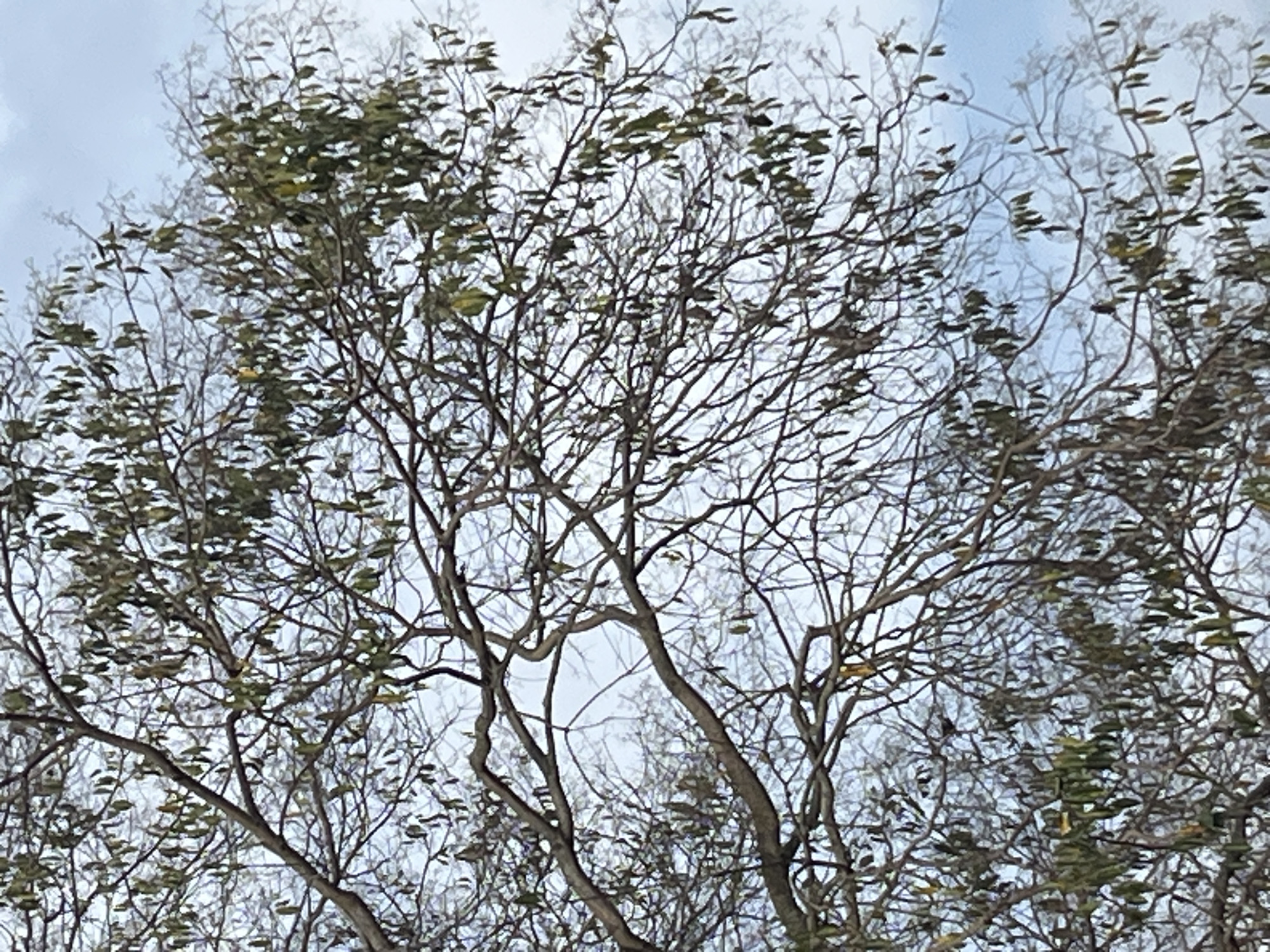 The image shows a view looking up into the branches of trees with sparse green leaves against a cloudy sky. The branches are mostly bare, suggesting it may be late fall or early spring. The location is unspecified within Tinaquillo, Venezuela. No people are visible. There are trees, branches, and leaves present. The trees are stationary. The environment consists of trees and a cloudy sky.