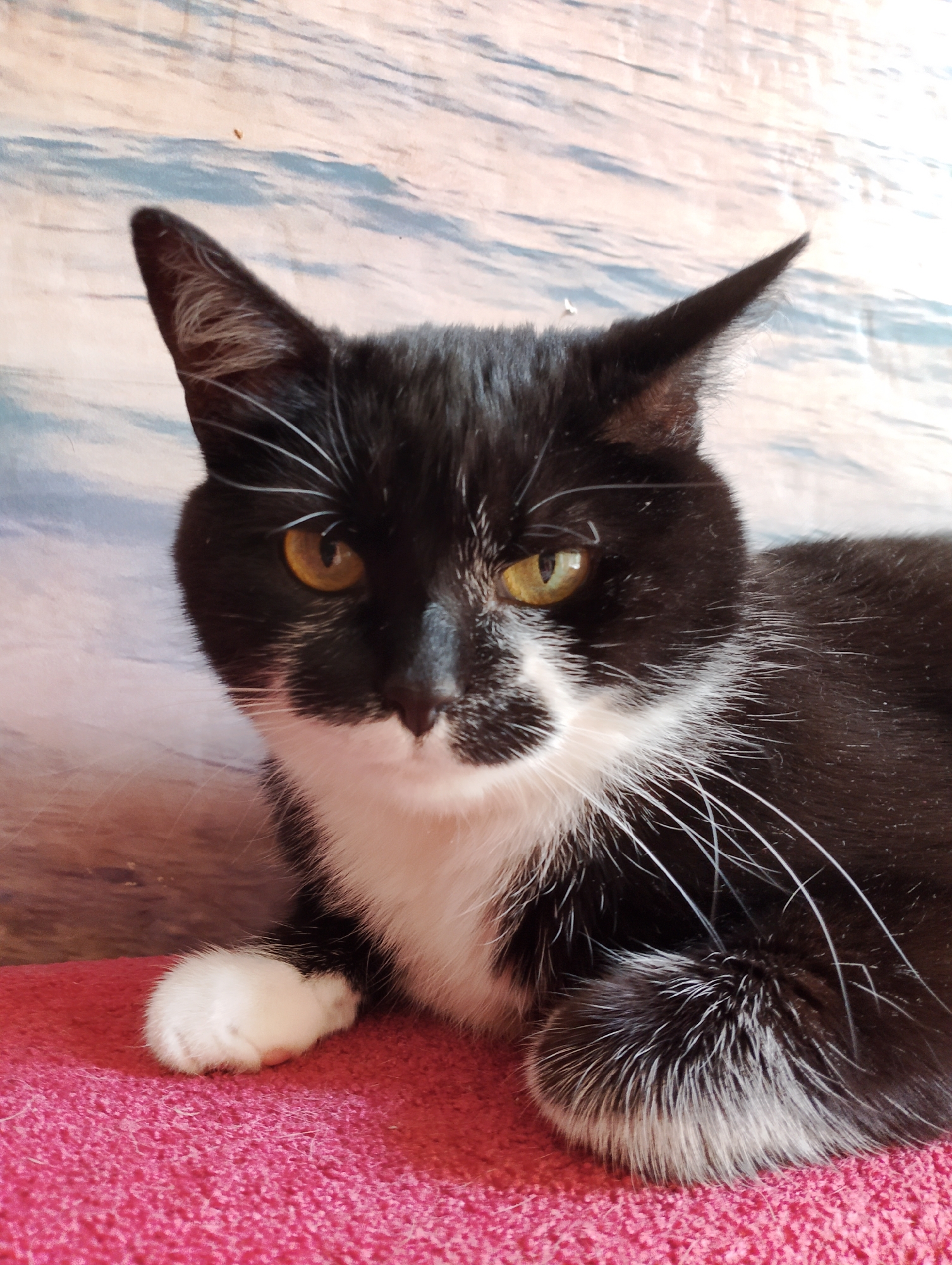 A close-up, eye-level, medium shot captures a black and white tuxedo cat lying on a pink surface. The cat's head is slightly turned to its left, and its gaze is directed forward. Its fur is predominantly black with white markings on its chest and a small white paw. The background consists of a light blue and white pattern that resembles rippling water or clouds. The cat's eyes are a striking yellow-green. The image appears to be taken indoors, with the pink surface suggesting a blanket or rug.