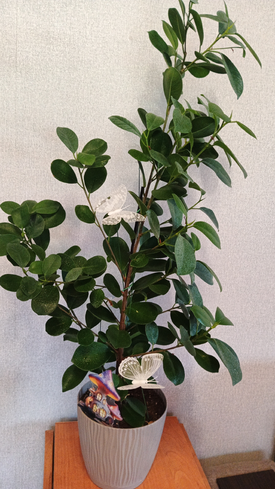 This media file captures a close-up view of a potted plant, likely an indoor plant, with glossy green leaves and a central stem. Two decorative white butterflies are attached to the plant's branches, adding a whimsical touch. One butterfly is positioned higher up on the right side of the plant, while the other is lower down on the left, near the pot. A small, colorful decoration resembling a whimsical house or castle, with lit windows, is also planted in the soil of the pot. The pot itself is light gray with a textured, wavy design.
The plant is set against a textured, light-colored wall that appears to be wallpapered. The overall lighting suggests an indoor environment, possibly during the daytime, as there are no strong shadows indicating direct sunlight. The scene is static, with no discernible activity or event taking place beyond the decorative elements being part of the plant display. There is no visible text in the image. The context of Kryvyi Rih, Ukraine, provides a geographical location for this scene, but no specific visual cues within the image itself directly confirm this location.
