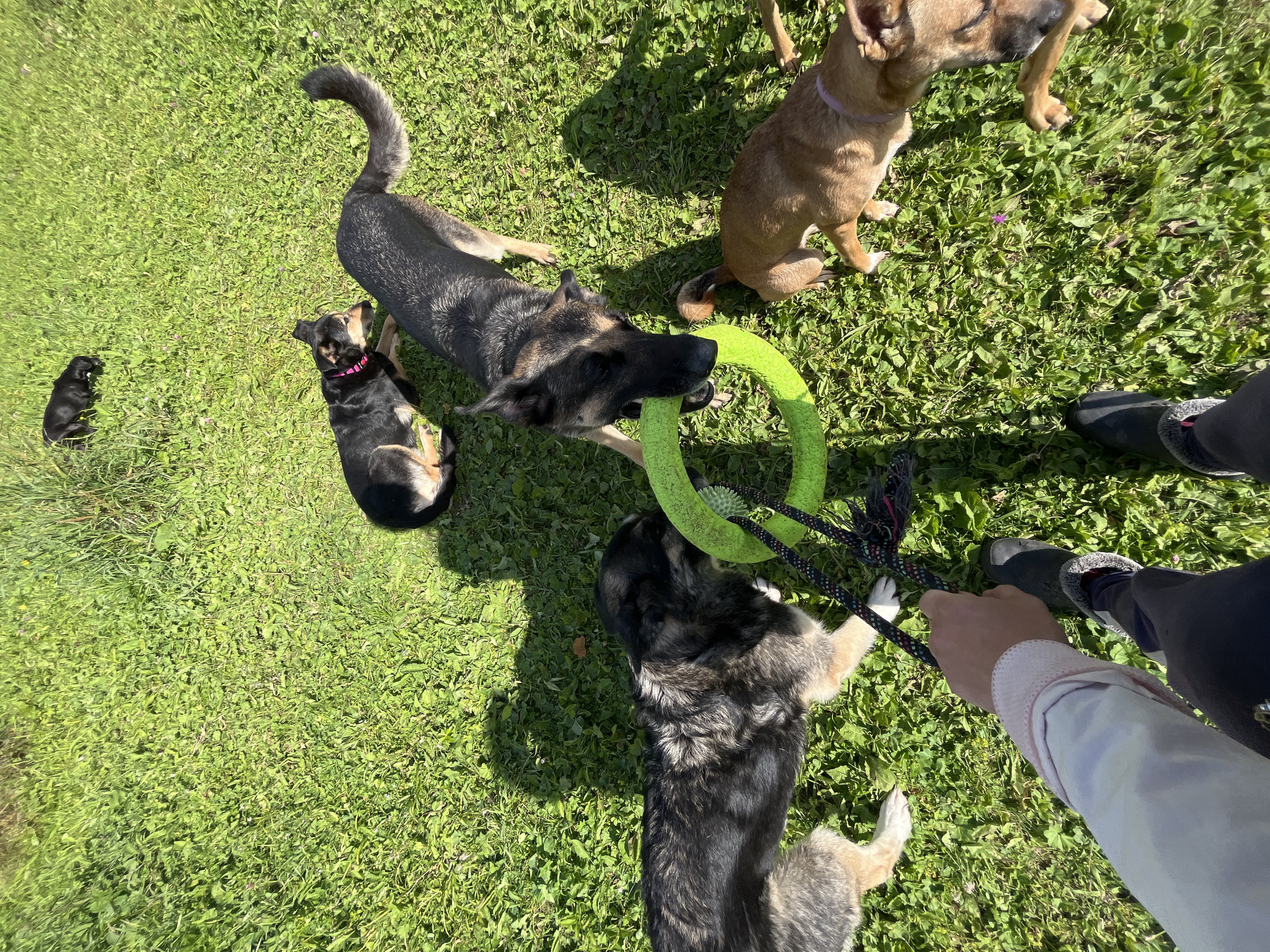 In a grassy field, possibly a park or backyard, four dogs are engaged in playtime with a green chew toy. A person's hand, holding a leash attached to the toy, is visible in the foreground. The dogs are of varying breeds and sizes: a German Shepherd-mix is playing tug-of-war with a larger, shaggier dog, while a smaller black and tan dog lies on the grass nearby. A tiny black puppy is further away, in the background. The scene is bathed in sunlight, casting shadows on the grass. No specific landmarks identify the location as Nizhny Tagil, Russia.