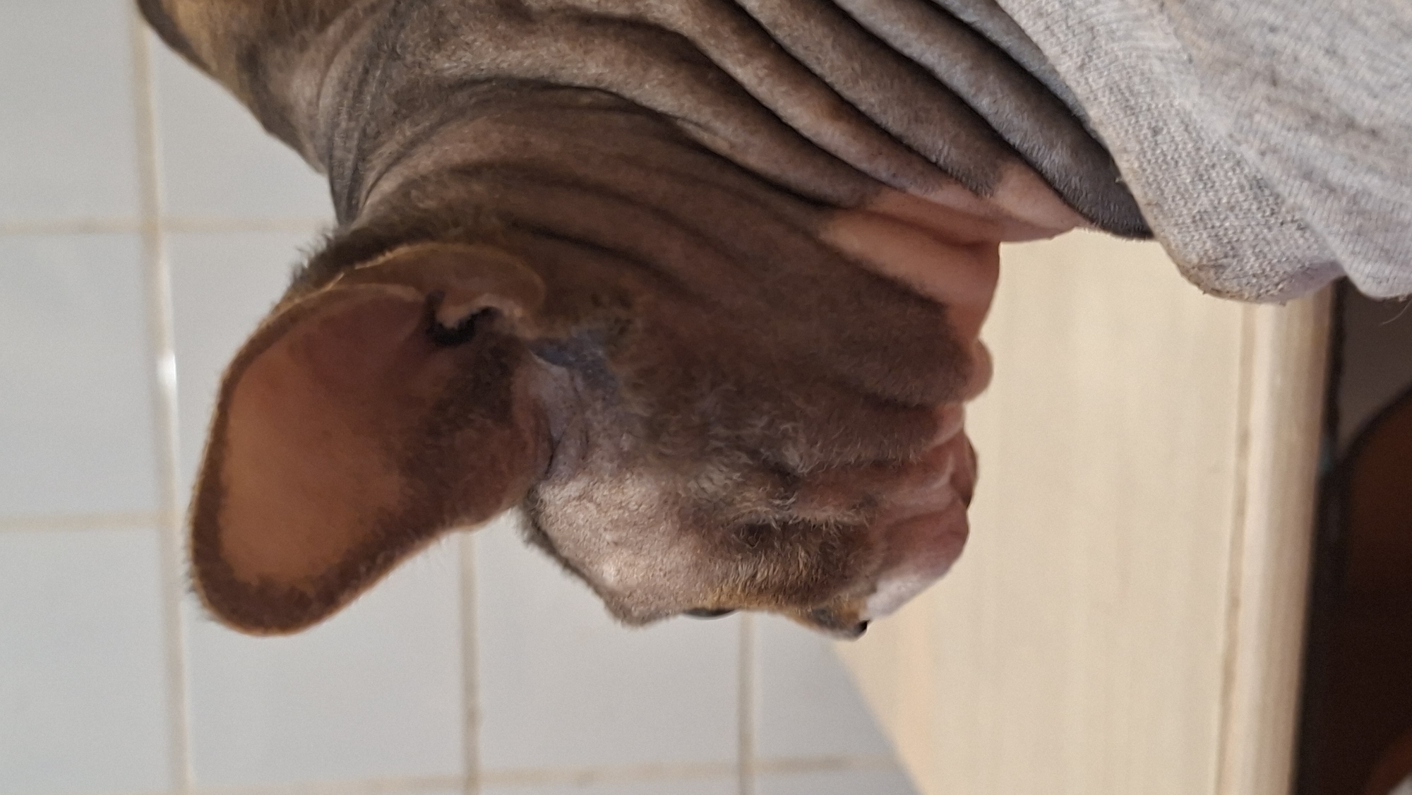 A close-up, side-profile shot focuses on the head of a Sphynx cat, viewed from the left. The cat's skin is wrinkled, with a prominent large ear on the left side of its head. Its fur appears sparse, with some fine hairs visible. The cat is looking to the left, with its eye partially visible. The background consists of a tiled wall with white rectangular tiles. In the foreground, a light-colored wooden surface is visible, suggesting the cat is positioned on a table or similar furniture. A grey piece of fabric, possibly clothing, is also visible in the lower right corner, partially covering the cat. The overall lighting is even, with no harsh shadows. The scene does not depict any specific location in Забалоцкі сельскі Савет, Belarus.