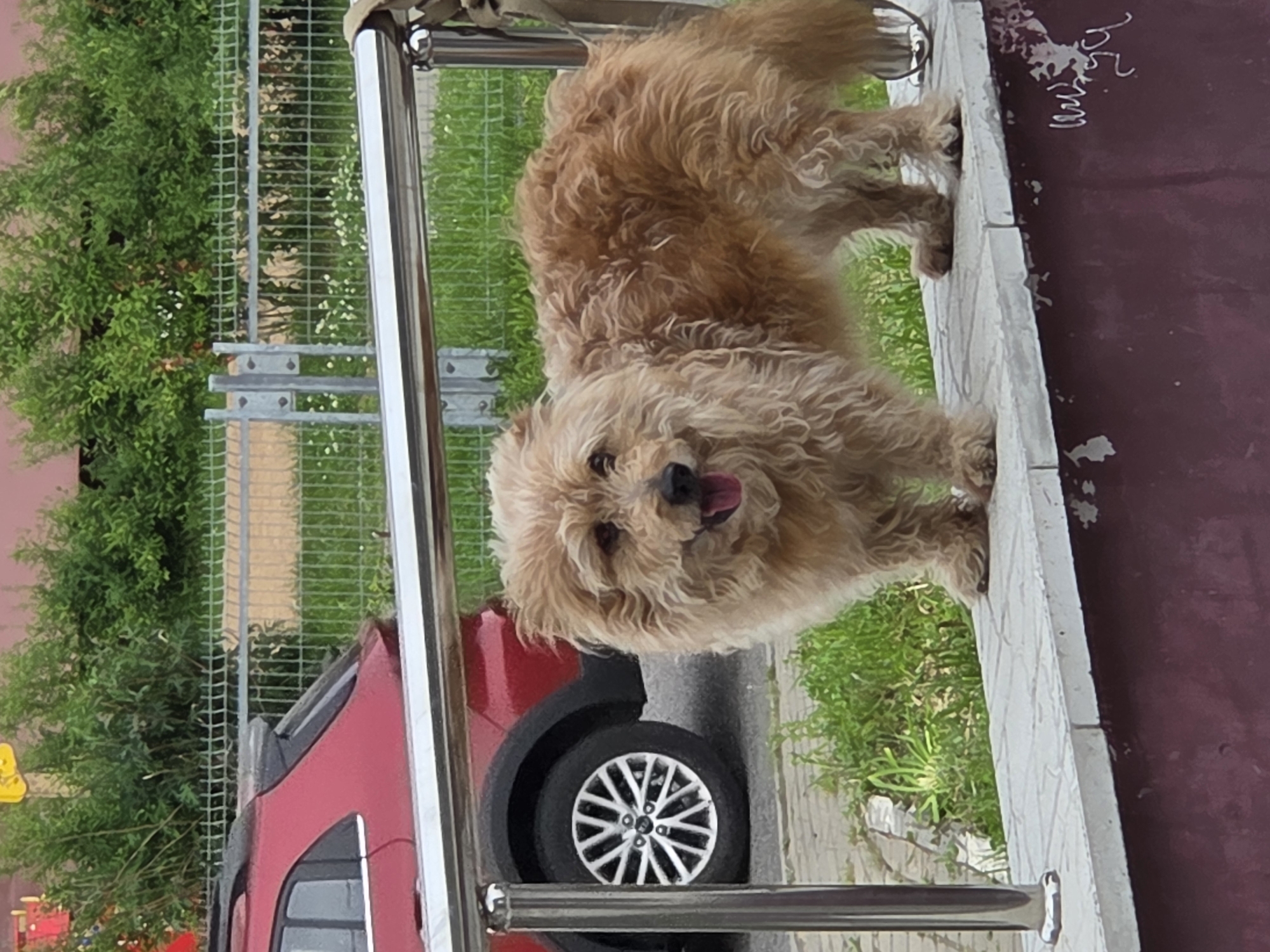 An outdoor scene in the city of Unknown, Unknown, depicts a light brown, shaggy-haired dog standing on a low, light-colored concrete wall. The dog faces forward with its tongue slightly protruding from an open mouth. A reflective metallic railing extends horizontally across the lower middle of the frame, partially obscuring the dog's lower body and the wall. Vertical posts support the railing. Behind the dog, a red crossover SUV is partially visible to the left, showing its rear multi-spoke silver wheel and a portion of its rear bodywork. Green grass with small white flowers is present behind the wall and railing, with a light-colored metal mesh fence further back. Dense green foliage and bushes line the background, with a reddish-brown structure or building partially visible above them. The top left corner shows a fragment of a yellow object. The base of the concrete wall is a dark reddish-brown, exhibiting irregular white markings or graffiti on the right side. No human figures are present.