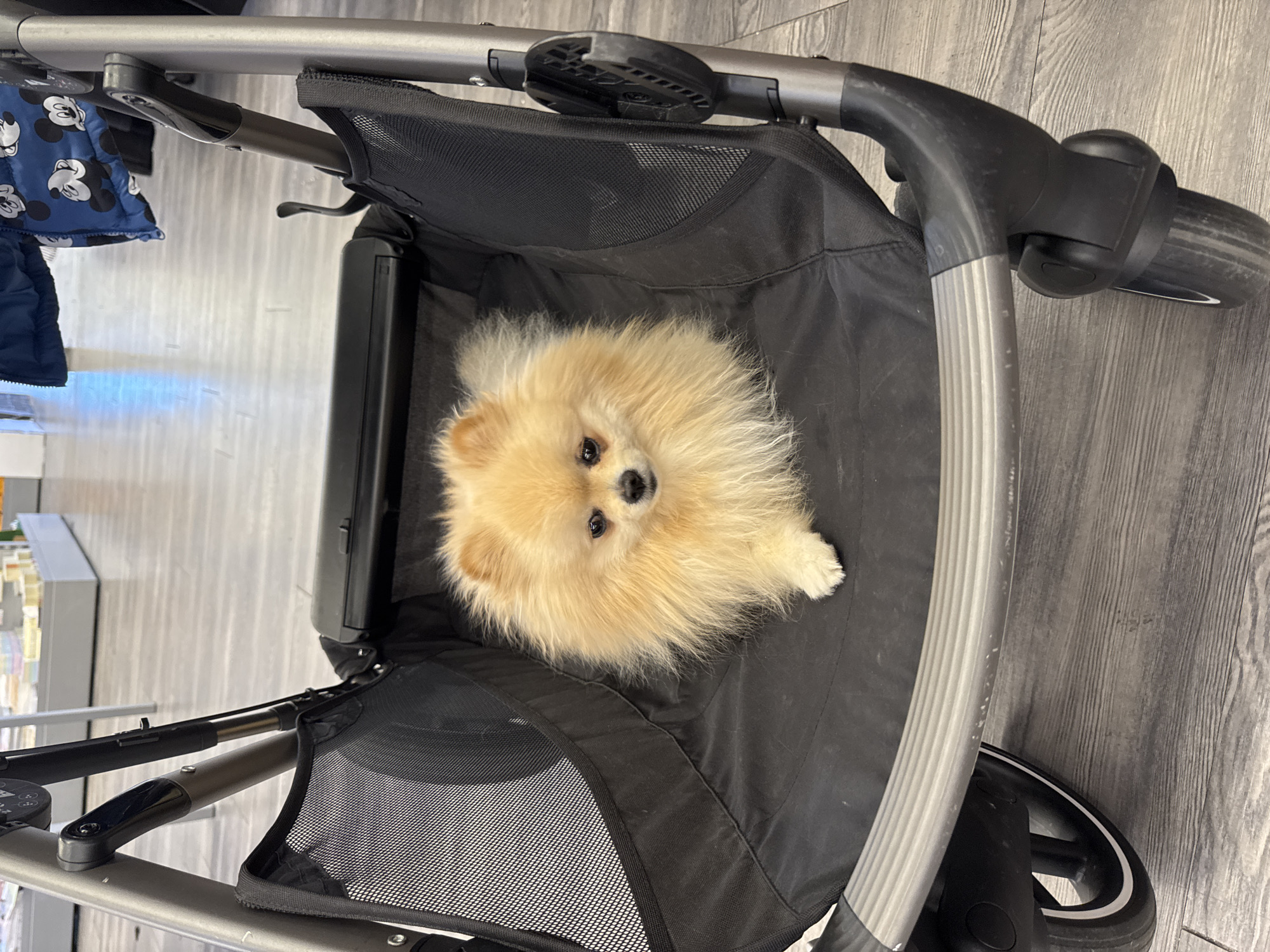 A small, fluffy, light-colored dog, likely a Pomeranian, is resting inside a black pet stroller. The dog has cream-colored fur, dark eyes, and a small black nose, looking directly at the camera with an attentive expression. One paw is visible on the black fabric of the stroller.
The pet stroller features a sturdy metal frame with grey and black components, including visible wheels and black mesh fabric sections. A blue jacket patterned with white Mickey Mouse heads is draped near the stroller's frame. The stroller is situated on a light-toned wooden or laminate floor with a distinct grain pattern. The background is softly lit, indicating an indoor setting, possibly a home or retail space in Markgröningen, Germany. No specific time of day or weather can be determined, and no visible text is present.
