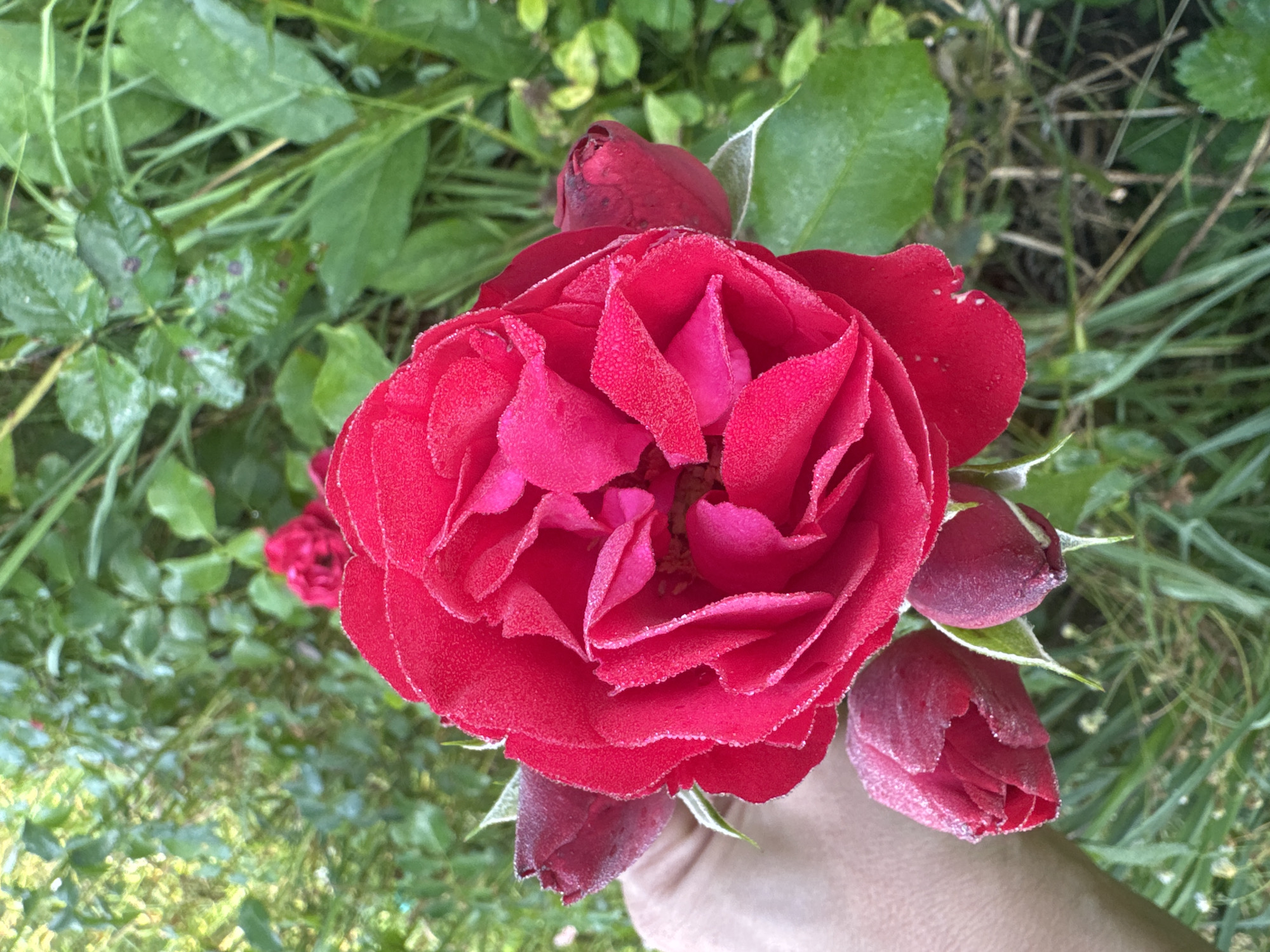 A close-up, overhead shot captures a vibrant red rose in full bloom, its petals dusted with tiny water droplets, suggesting it has recently rained or been watered. The rose is held in a person's hand, whose arm and fingers are visible on the left side of the frame. The hand appears to be supporting the flower from underneath, with the thumb and forefinger gently cupping a bud at the base. Several unopened rosebuds, also dark red and glistening, surround the main bloom, some still covered in what looks like frost or dew. The background is a lush, green garden, with out-of-focus foliage, grass, and other plants creating a natural, somewhat wild setting. The overall impression is one of natural beauty and freshness. The image does not provide specific information about the city of Tikeevo, Russia.