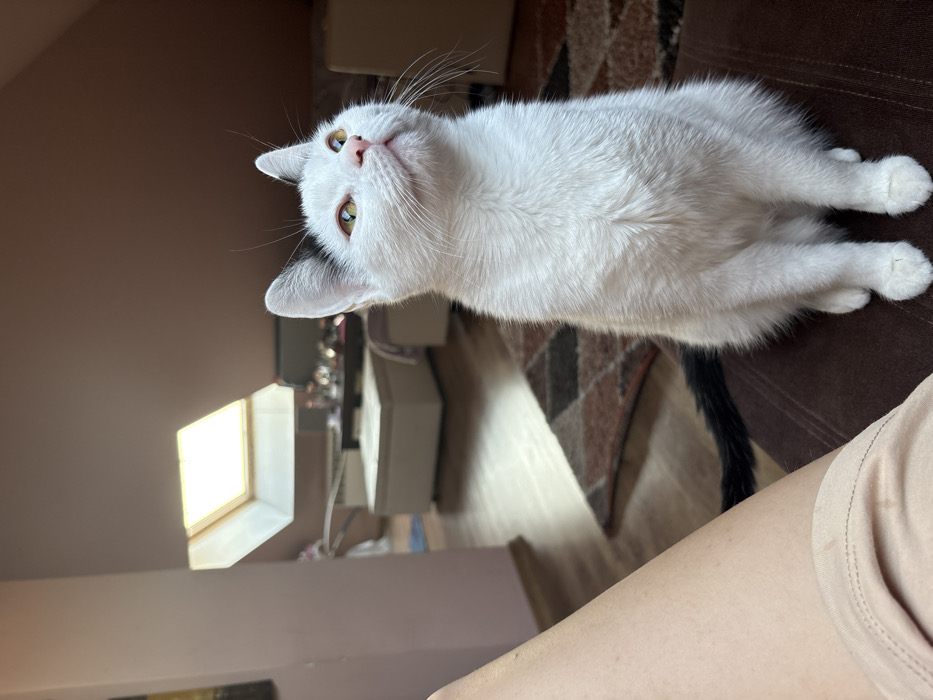 An interior image taken in an attic apartment or room in Sofia, Bulgaria, displays a domestic cat and a partial human presence. The primary subject is a domestic short-haired cat, predominantly white with black markings on its left ear and a black tail, positioned centrally. The cat has amber-colored eyes and a pink nose, and is seated upright on a dark brown upholstered surface. Its head is tilted upwards and slightly to the right, indicating attention to something above the frame. Visible in the lower-left quadrant is the upper thigh and knee of a person, clothed in light tan fabric. The background features a sloped ceiling painted a light pinkish-brown. A bright skylight with a light wood frame is visible on the upper left portion of the ceiling, serving as a prominent light source. The floor is constructed of light-colored wood planks, and a geometrically patterned rug in shades of brown, black, and light tones is laid upon it. In the blurred mid-ground, a light-colored rectangular ottoman or bench, a dark surface supporting various small objects, and a segment of a light-colored couch are discernible.