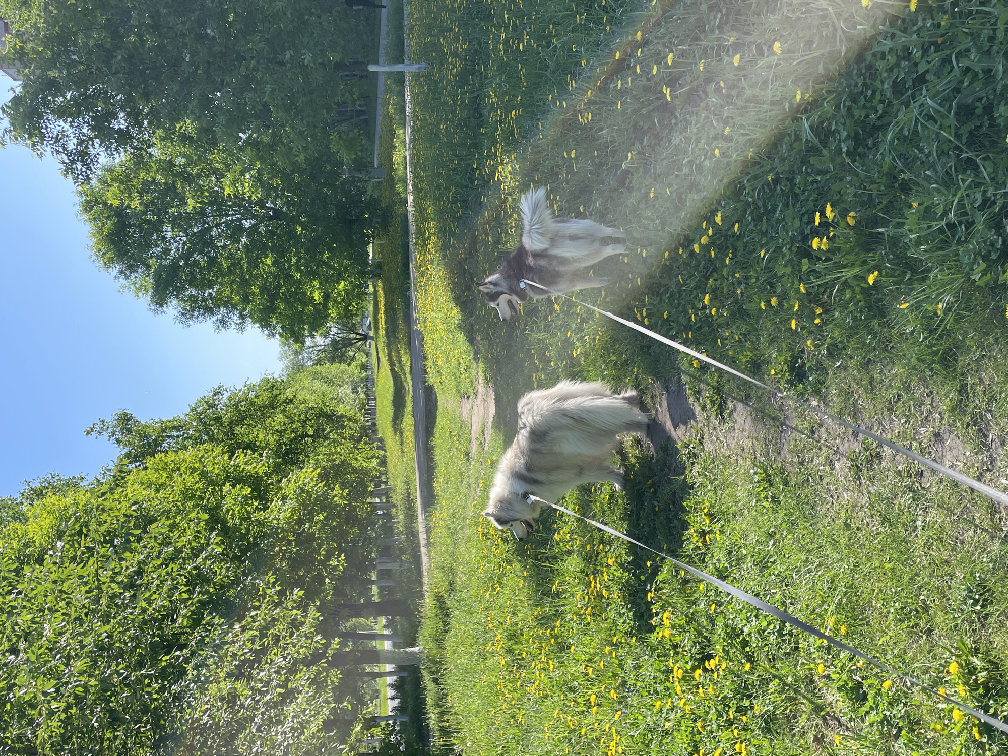 The image shows two dogs on leashes being walked on a grassy path. The grass is interspersed with yellow dandelions. Trees line the path on either side. The location is Izhevsk, Russia.
