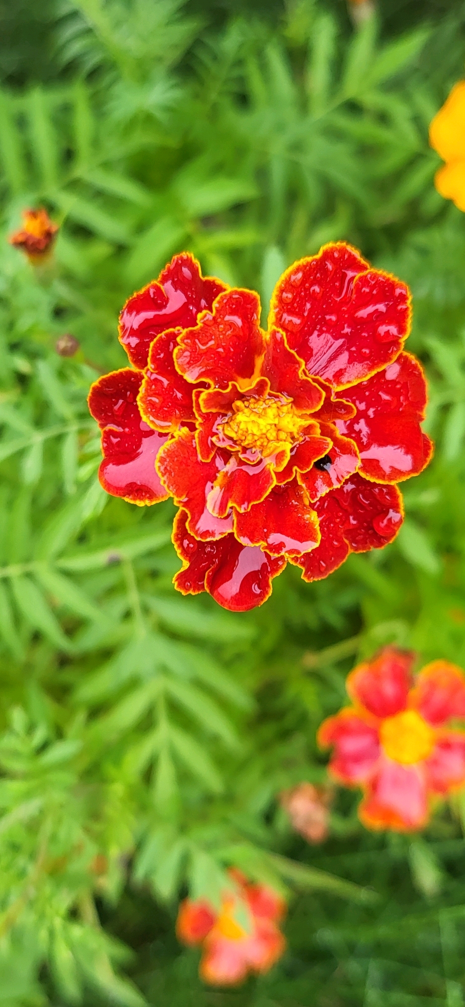 A close-up, vertical shot focuses on a vibrant, red marigold flower, its petals adorned with glistening water droplets, hinting at recent rain. The flower's center is a bright yellow, surrounded by ruffled, red petals edged with a thin line of yellow. A tiny black insect is visible on the lower right petal, adding a small detail to the foreground. The background is a blur of lush, green foliage, with other out-of-focus marigolds in shades of red and yellow scattered throughout. The overall scene suggests a natural, outdoor setting, possibly a garden or park, in Oskemen, Kazakhstan, after a rainfall.
