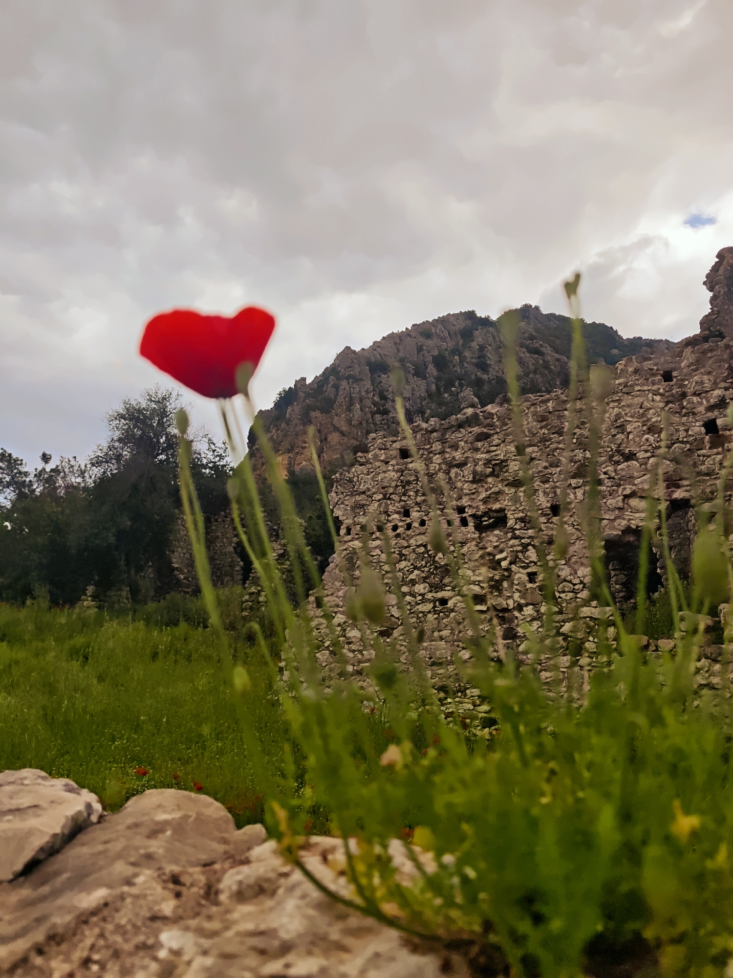 The image features a vivid, out-of-focus red poppy flower dominating the immediate foreground, its bright petals standing out against the muted tones of the background. Surrounding the poppy are blurred green stems and grasses, suggesting a low-angle perspective from within dense vegetation, with a rough-hewn stone or rock structure visible at the very bottom left.
In the midground, a field of lush green grass extends towards a prominent section of ancient stone ruins. These ruins appear to be a wall or part of a larger structure, constructed from varying shades of grey and brown stones, featuring several dark, rectangular openings. To the left of the ruins, a cluster of dark green trees adds to the natural, overgrown setting.
The background is defined by a large, rugged mountain range, displaying craggy textures and scattered vegetation. The sky above is heavily overcast, filled with soft grey and white clouds, providing diffused, non-directional light to the scene. There is no specific activity or event taking place, and no visible text. The overall scene depicts a historical outdoor landscape, likely an archaeological site in Kumluca, Turkey, where nature, represented by the poppy and abundant greenery, coexists with ancient man-made structures under a cloudy sky.