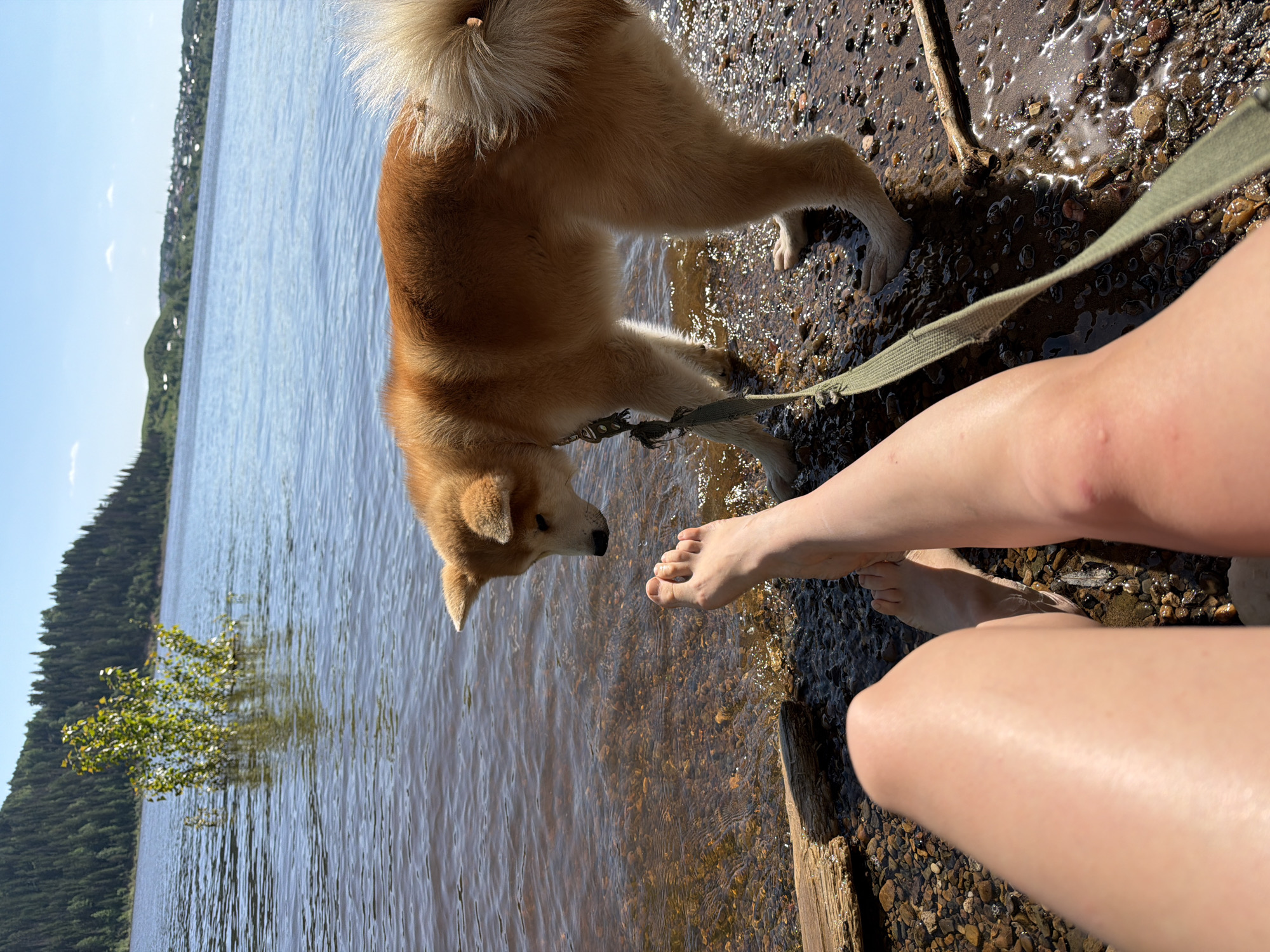 A medium-sized, light brown Akita dog on a leash stands at the water's edge, sniffing the water. To the right of the dog are two fair-skinned legs from the knees down, with the feet partially submerged in the water. The ground is made of small stones and sand. In the background is a body of water with a shoreline covered in trees. The location is near Noviy, Russia.