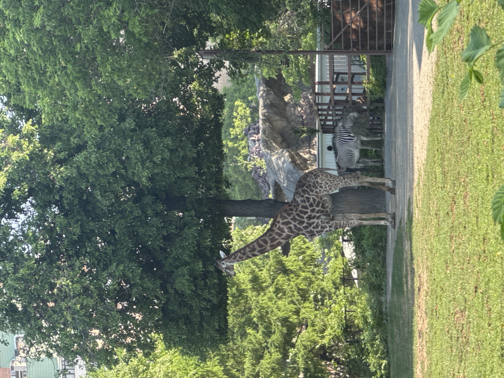 A giraffe is grazing beneath a large tree in what appears to be a zoo exhibit. Behind the giraffe, two zebras stand near a metal fence and a rocky outcrop. The scene includes grass and lush greenery. The exact location in Moscow, Russia, is not identifiable from the image alone.