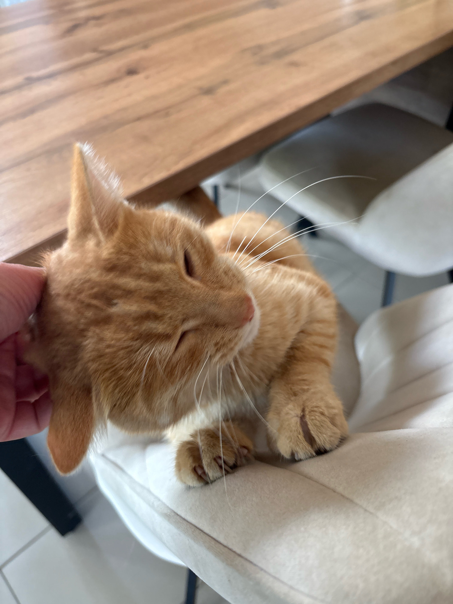 A close-up, eye-level shot shows an orange tabby cat being petted by a person's hand. The cat is lying on a white upholstered chair, with its head tilted and eyes mostly closed, appearing relaxed. Its fur is a mix of orange and white stripes, and it has long white whiskers. The person's hand is on the cat's head, gently stroking it. In the background, a wooden table is visible, along with the legs of chairs and a tiled floor. The scene is indoors, likely in a home environment. The specific location of Noviy, Russia cannot be determined from the image.