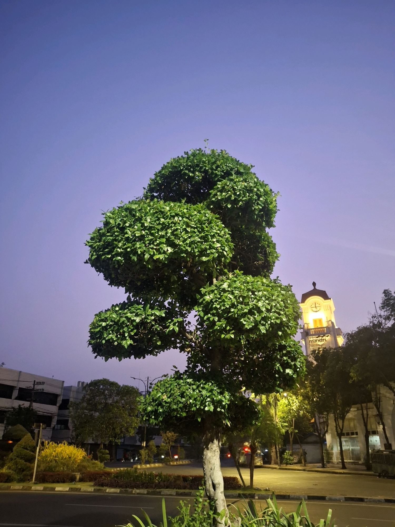 The image captures a twilight scene in the city of Surabaya, Indonesia, likely near the historic Kota Tua area, given the architectural style of the prominent clock tower. In the foreground, a meticulously trimmed, lush green tree with multiple rounded tiers stands tall against a gradient sky of deep purple and fading blue. To the right, a vintage-style clock tower, illuminated from within, rises above other buildings and trees. The clock face is visible and appears to be lit. The text "mandiri heritage" is discernable on the lower part of the tower. A street with visible road markings runs horizontally across the lower portion of the image, with parked vehicles and streetlights suggesting a city environment. The landscaping along the street includes bushes and a small yellow flowering plant. The overall atmosphere is serene, with the artificial lights beginning to dominate the natural light as dusk settles.