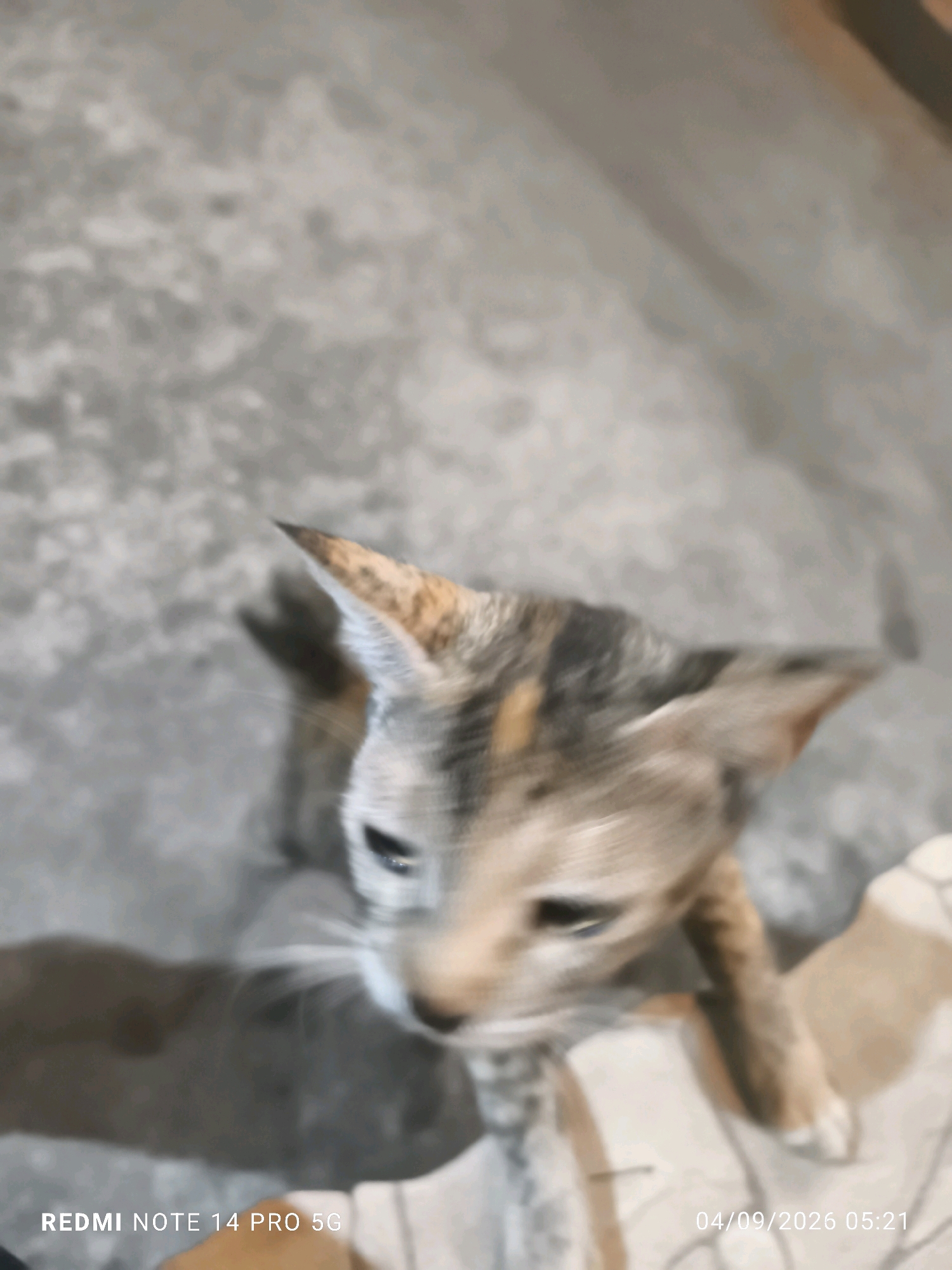 The image shows a blurry close-up of a cat's face looking upwards. The cat has tabby markings with patches of orange and grey. Its eyes are dark and appear to be looking towards something out of frame. The background is a mottled grey surface, possibly a floor or wall, with some out-of-focus light-colored objects to the right. Text at the bottom left reads "REDMI NOTE 14 PRO 5G" and at the bottom right reads "04/09/2026 05:21". The location of Purwakarta, Indonesia, is not discernible from the image.