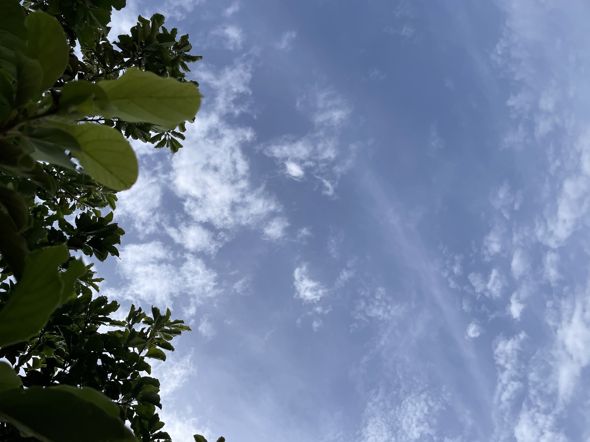 The image shows a view looking up through the branches and leaves of a tree towards a bright blue sky with scattered white clouds. The leaves are dark green and appear to be from a deciduous tree, with some of them obscuring portions of the sky. The clouds are wispy and varied in density, suggesting a partly cloudy day. The perspective is from below the tree canopy, looking upwards. The scene is outdoors and natural. The image does not contain any people or specific urban elements that would allow for identification of a location within Jos, Nigeria.