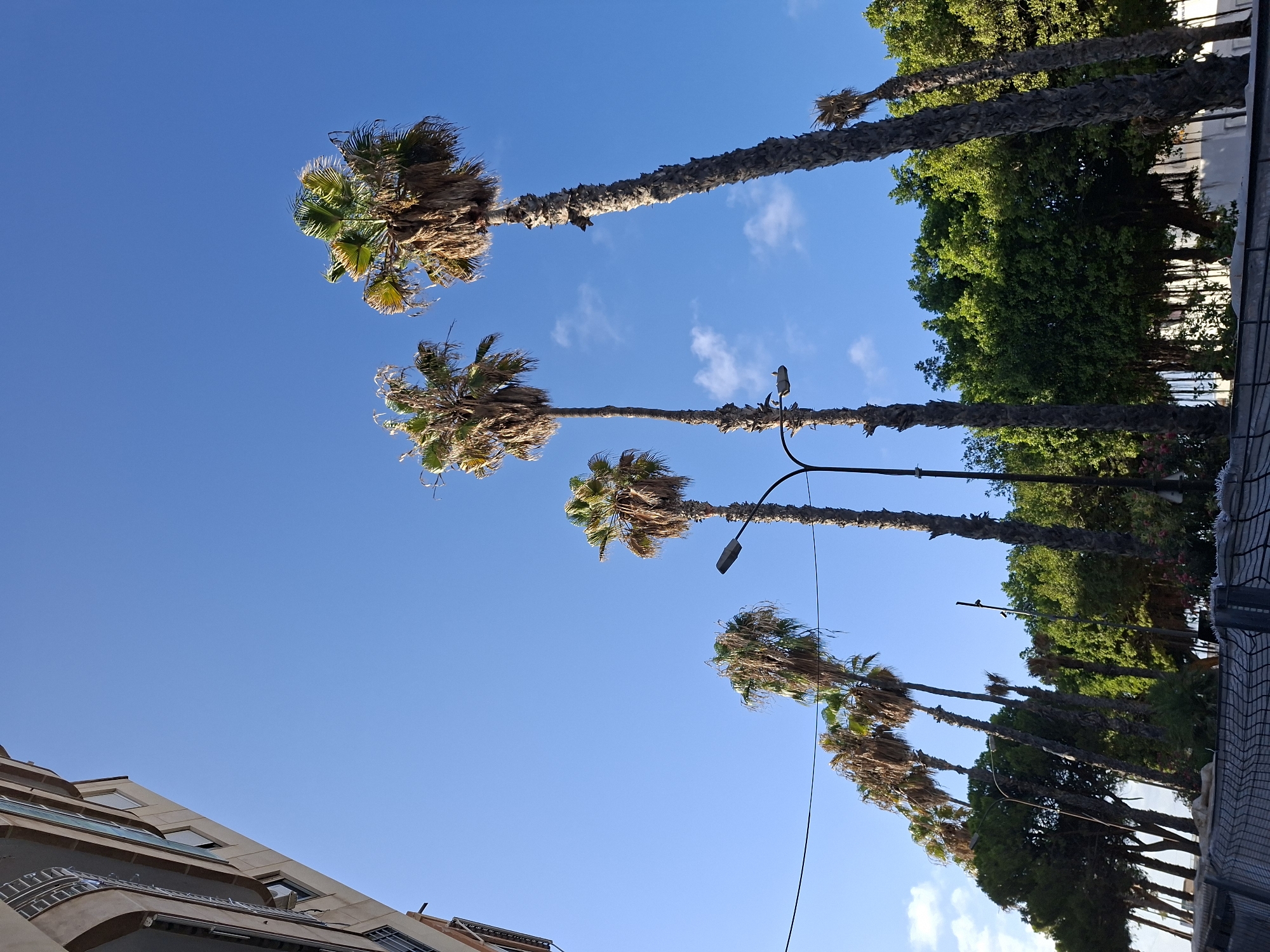 A low-angle outdoor shot captures a clear blue sky above a line of palm trees and other trees. A building's facade is visible on the left, with its arched balconies and windows. The palm trees, varying in height, stand tall with their fronds reaching towards the sky. One of the palm trees on the right is leaning considerably. Streetlights are present amongst the trees, and electrical wires are strung across the frame. In the foreground, a black wire fence separates the viewer from a paved area. The scene is set in the city of Torrevieja, Spain.