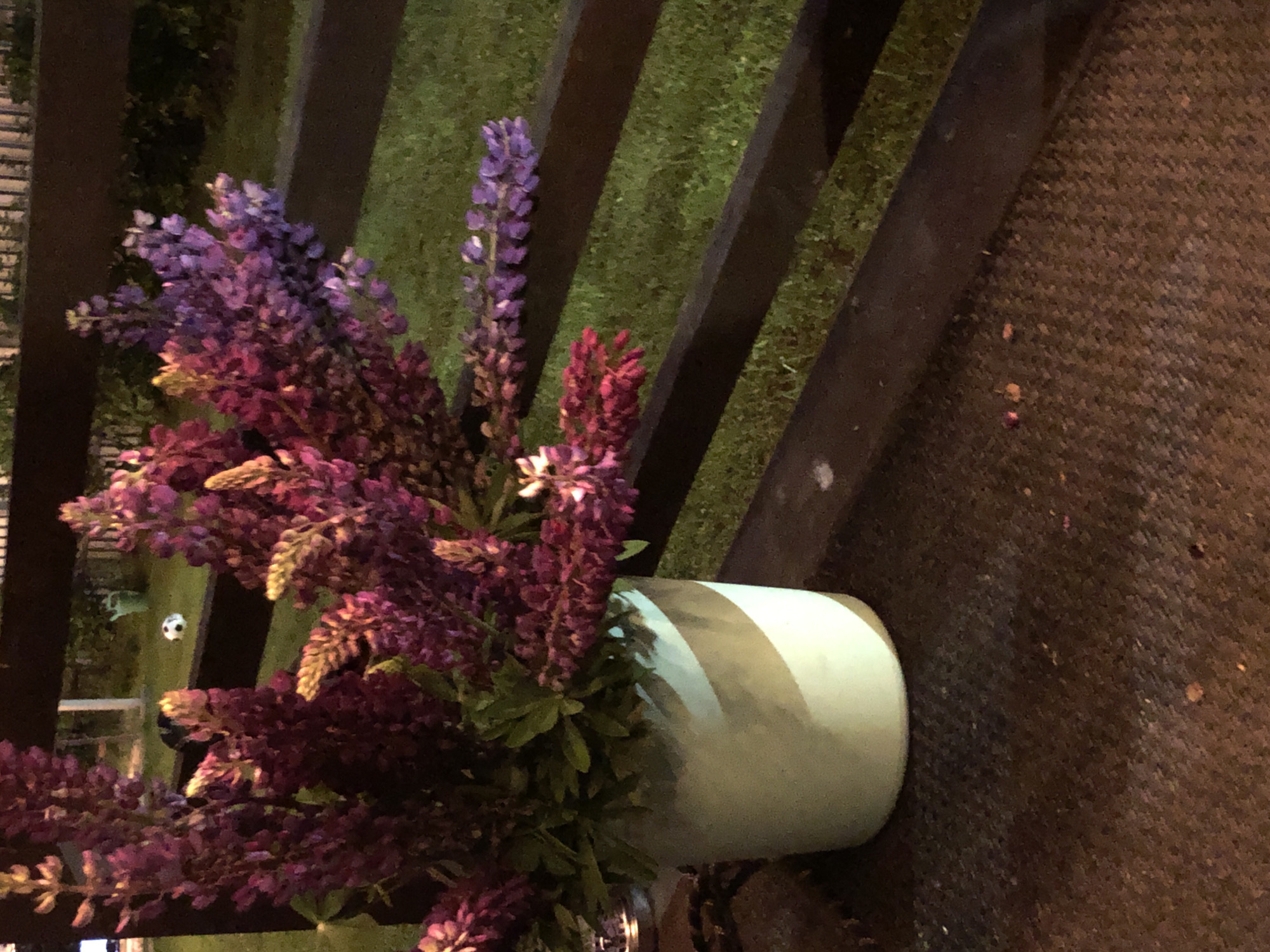 A large bouquet of multi-colored lupines is centrally positioned in the foreground of a low-light outdoor scene at Unknown, Unknown. The flowers feature tall, conical spikes primarily in deep purple and magenta hues, with some exhibiting lighter lavender tones and yellowish tips. Green leaves are visible amongst the flower stems at the base of the arrangement. These flowers are contained within a cylindrical vase, which is light blue/aqua with dark, diagonal stripe patterns.
The vase rests on a dark, textured surface that appears industrial, possibly a metal plate or rubber mat, occupying the lower third of the image. Behind the floral arrangement, a dark, multi-railed fence or railing spans horizontally across the midground. Beyond this fence is a dimly lit grassy lawn. On the lawn, a black and white soccer ball is visible in the left-center, and a green garden object, possibly a watering can, is further in the background to the right. A faint, lighter-colored fence line is discernible along the distant horizon. The overall scene is captured in low light, suggesting nighttime or deep twilight, with artificial illumination casting shadows and highlighting specific elements. No individuals are present in the frame.